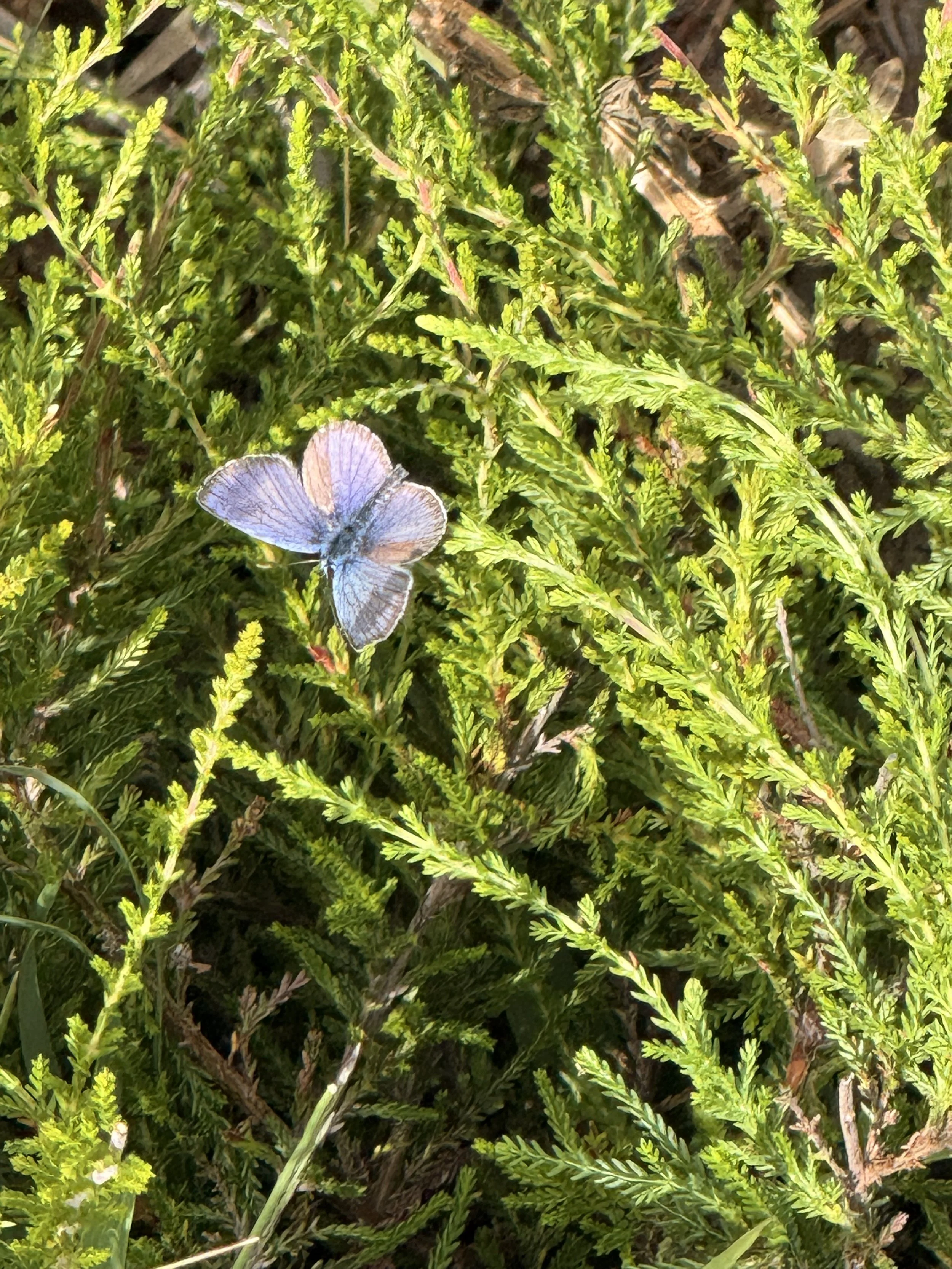 Close-up of a light-colored butterfly resting on green foliage.