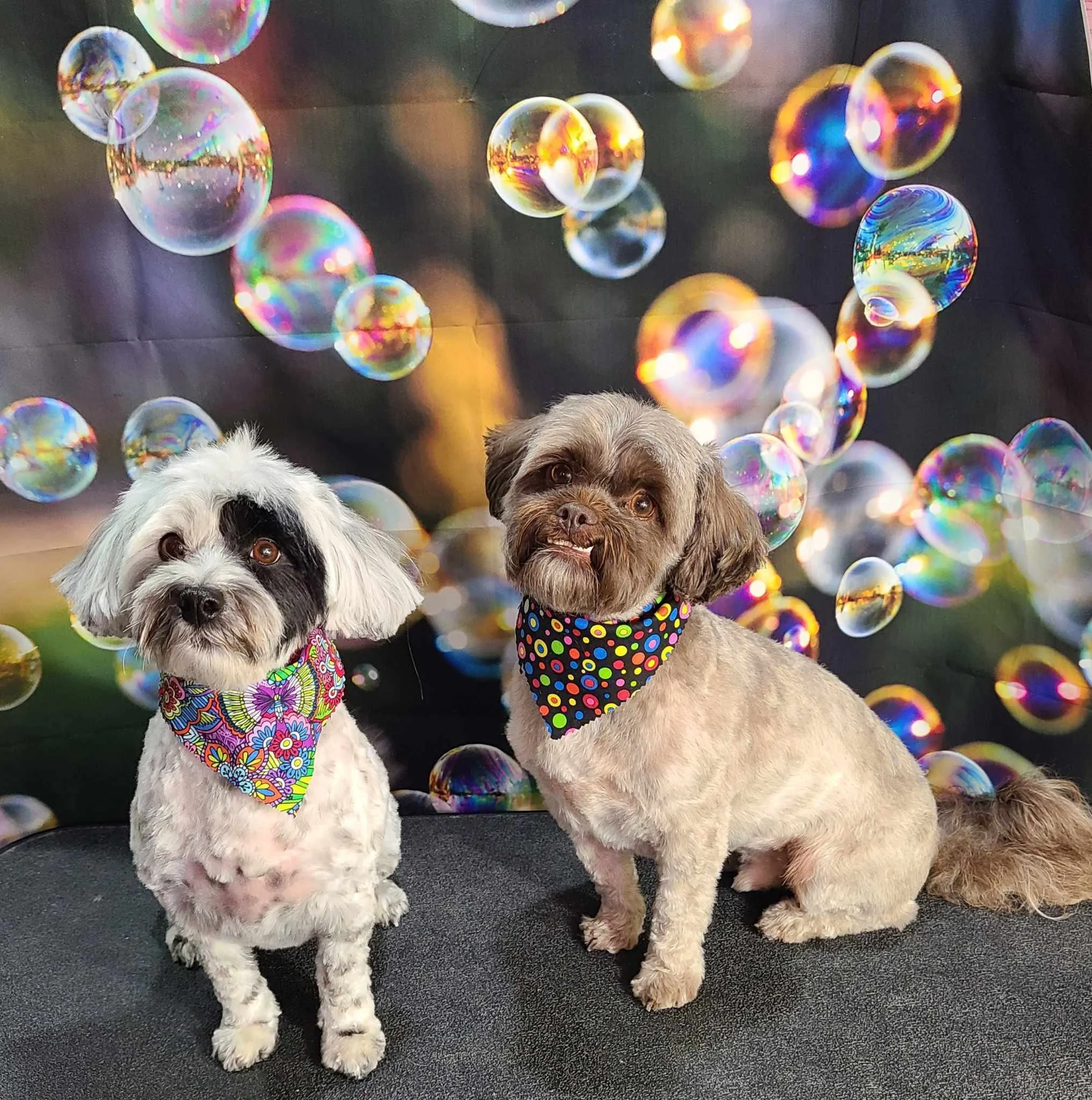 Peggyholden bubbles.jpg