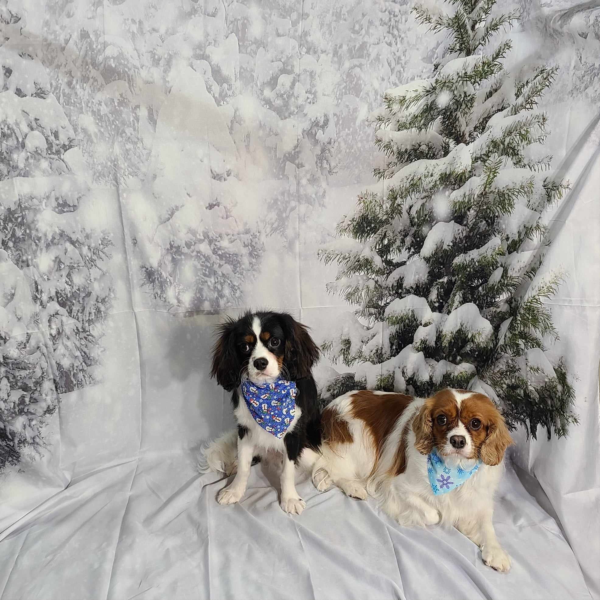 DukeDuchess Winter.jpg