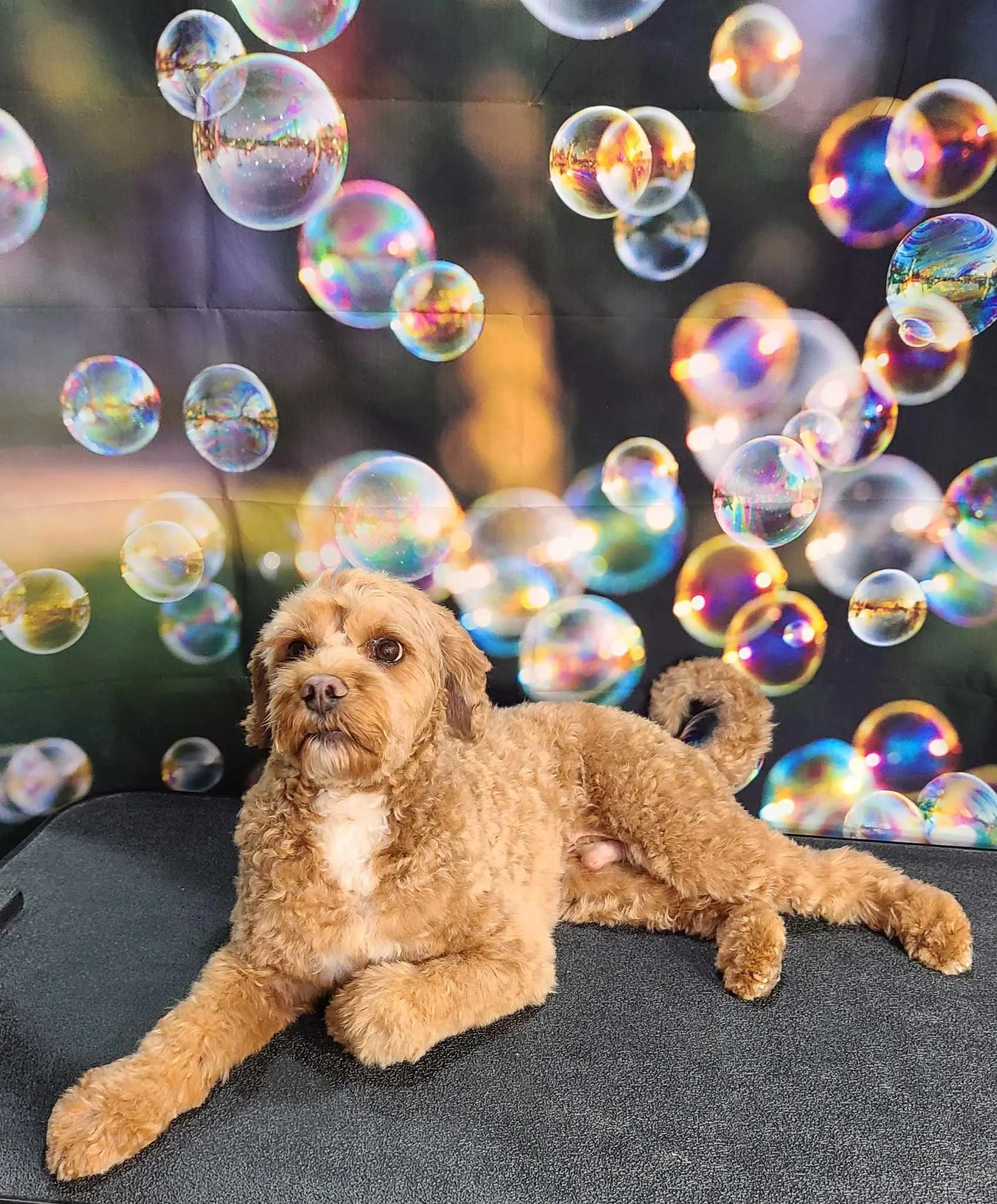 Rocky bubbles web1.jpg