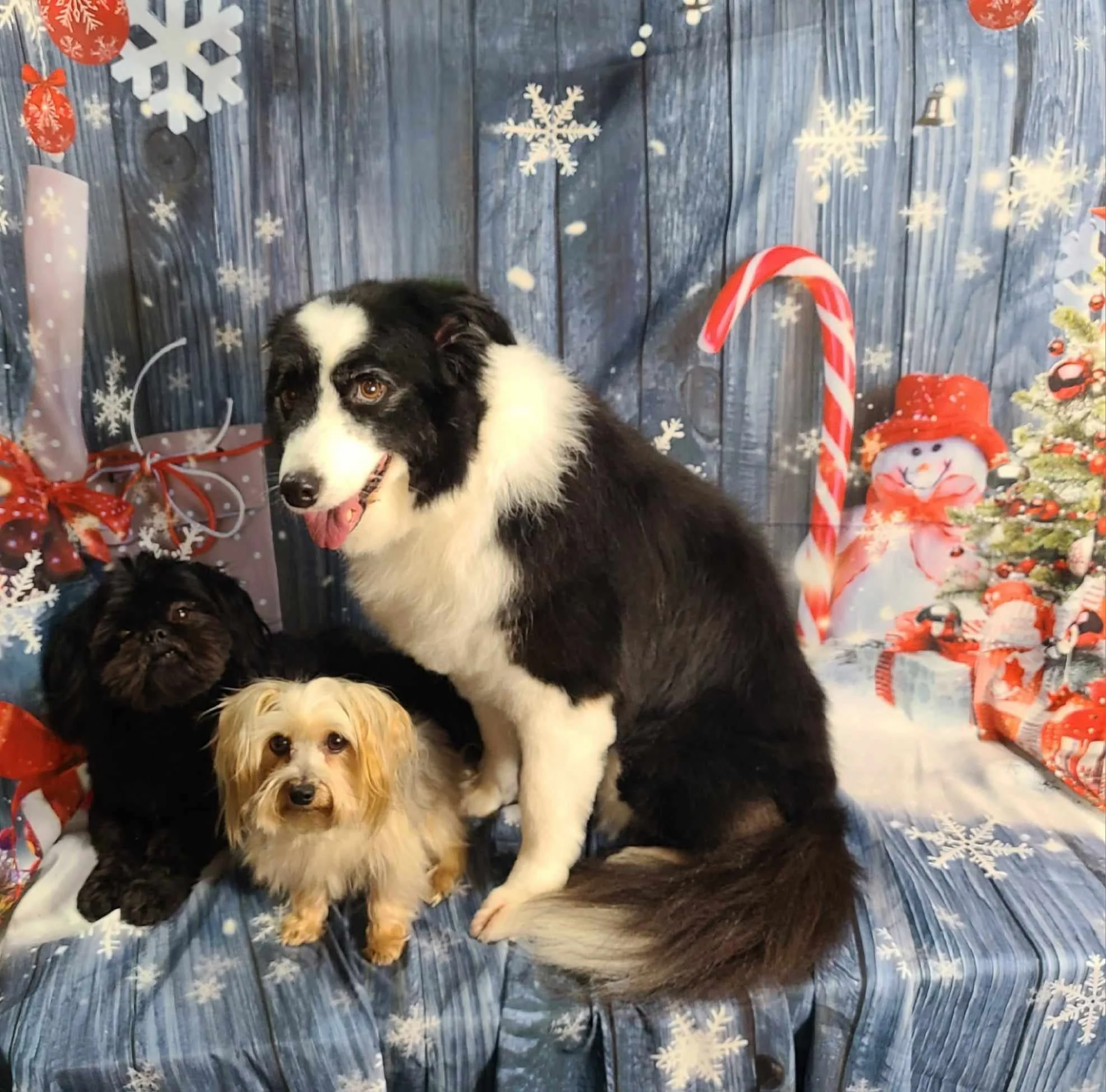LouiePippyDomino Christmas.jpg