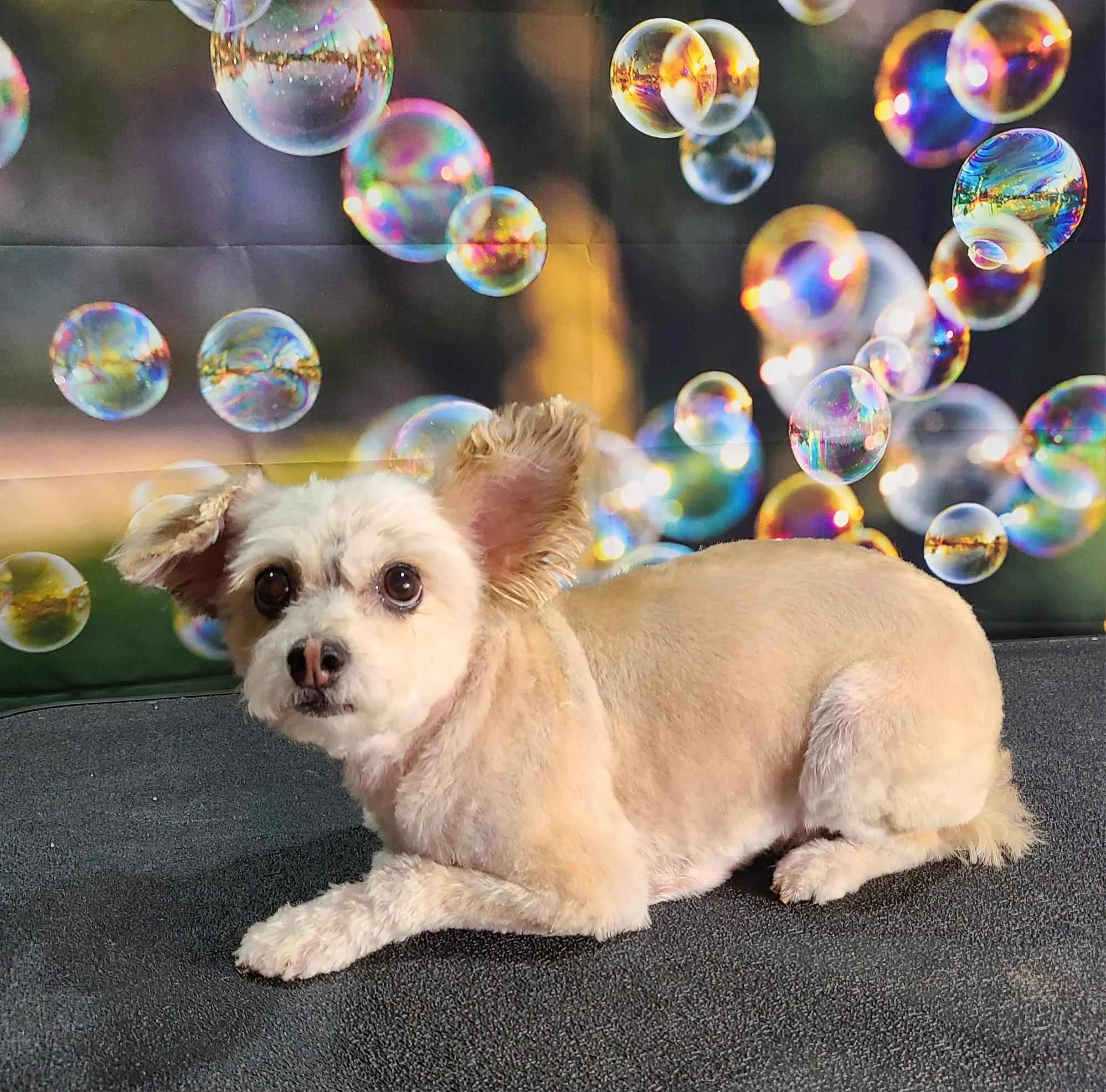 Chloe bubbles.jpg