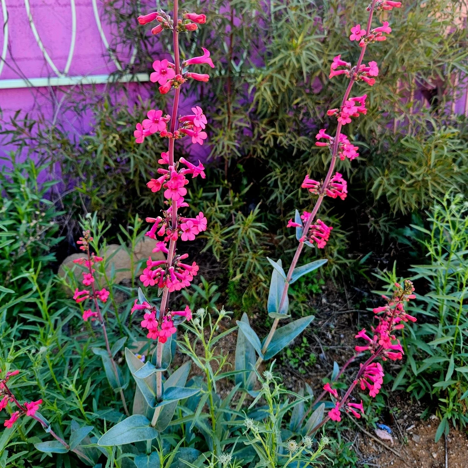 penstemon parryi1.jpg