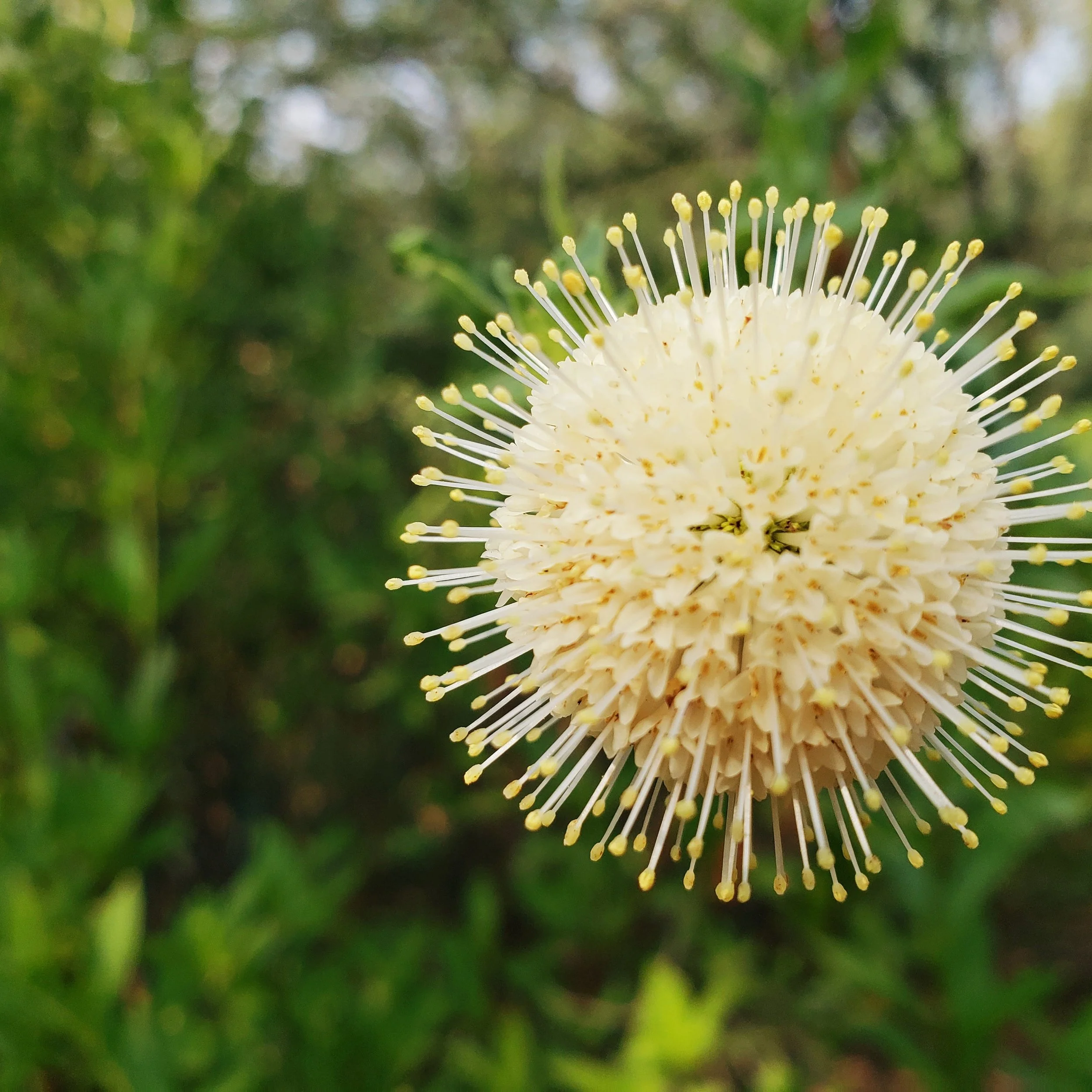 Close-up of a spherical white flower with many thin, elongated stamens, set against a blurred green background.