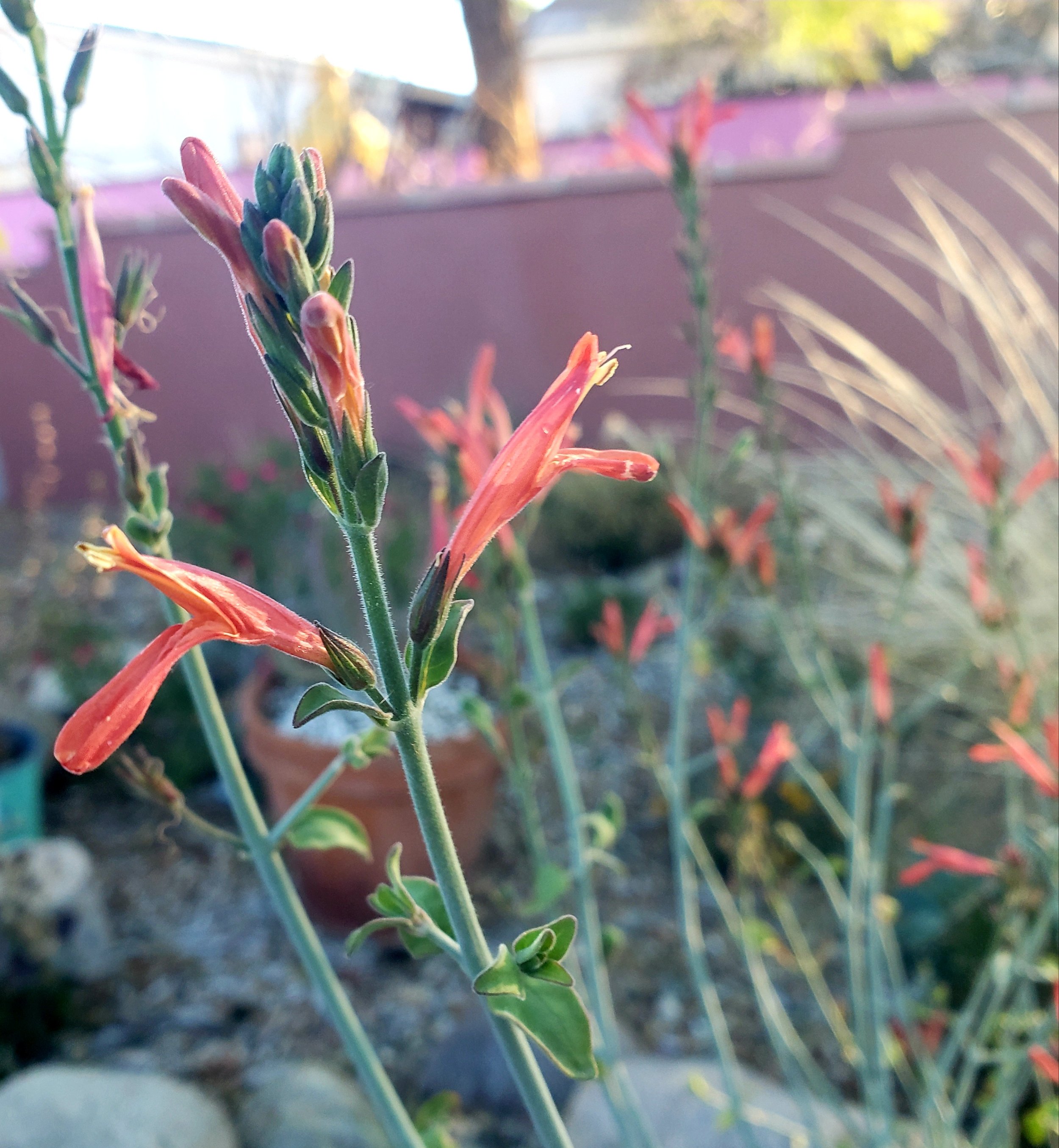 Justicia californica.jpg