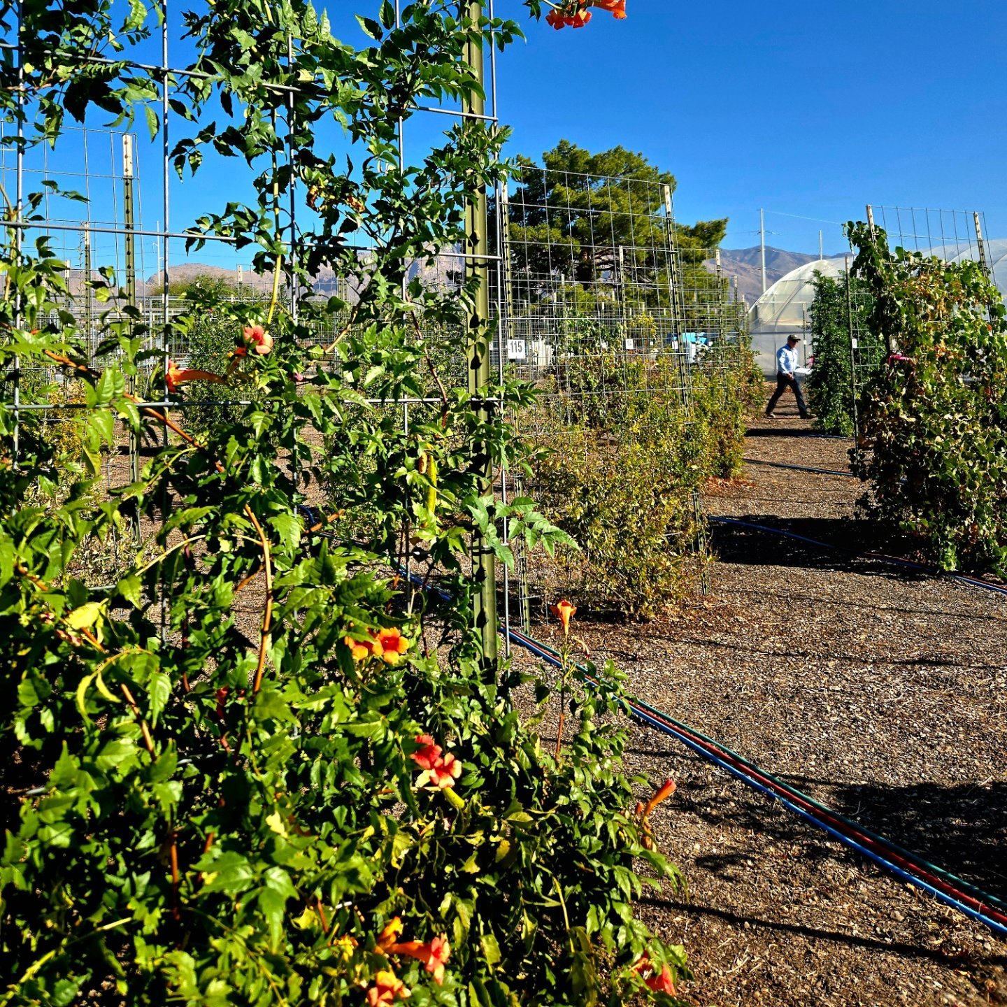 Spent the morning evaluating vines and shrubs under different irrigation treatments for an ongoing UA study. Always learning!

#sustainablelandscaping