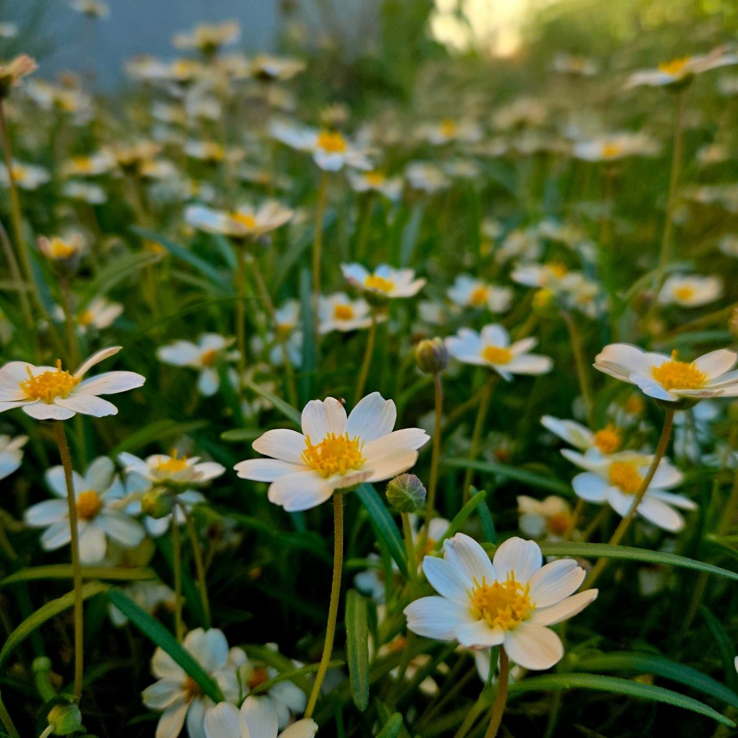 Blackfoot daisies (Melampodium leucanthum) loving the mild weather in the pollinator garden at the @uarizona College of Nursing. @uarizonasustainability 

#pollinatorgarden 
#sustainablelandscaping