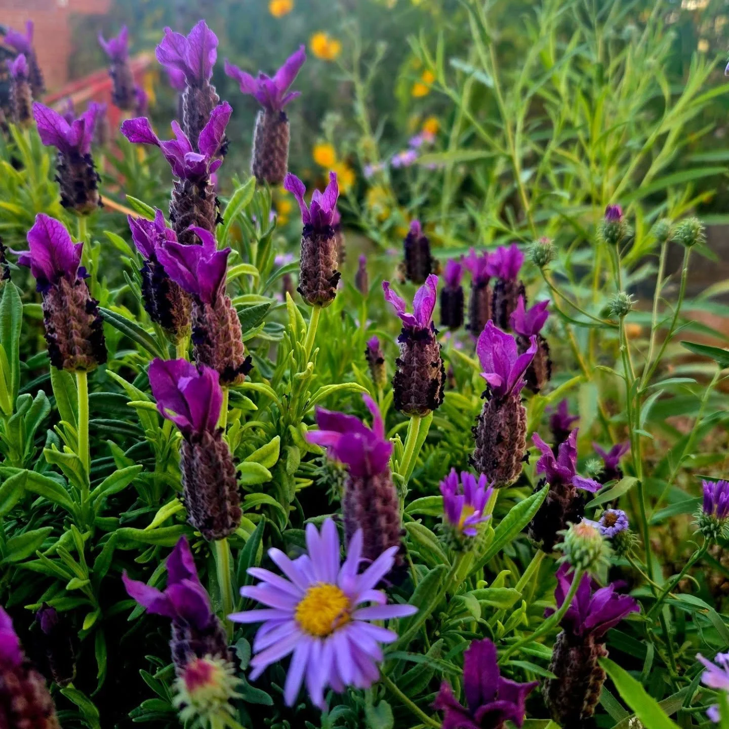 Late afternoon garden lovliness. I don't get to spend a lot of time in my garden, but I do really enjoy the snippets!