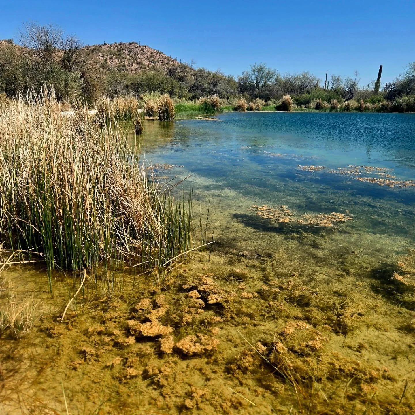 I finally got a chance to revisit Quitobaquito at Organ Pipe Cactus National Monument after its reconstruction and restoration. It is a triumph! Just thousands of endangered pupfish, and so much more habitat than before. Just beautiful. I was so glad