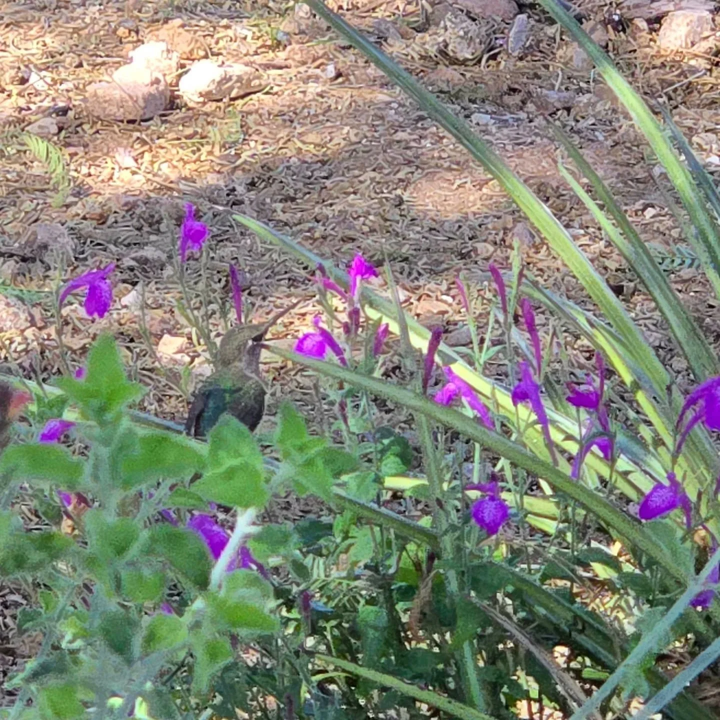 Sonoran honeysuckle (Justicia sonorae) brings the hummingbirds and the joy! Plant one or two, it is a great re-seeder!