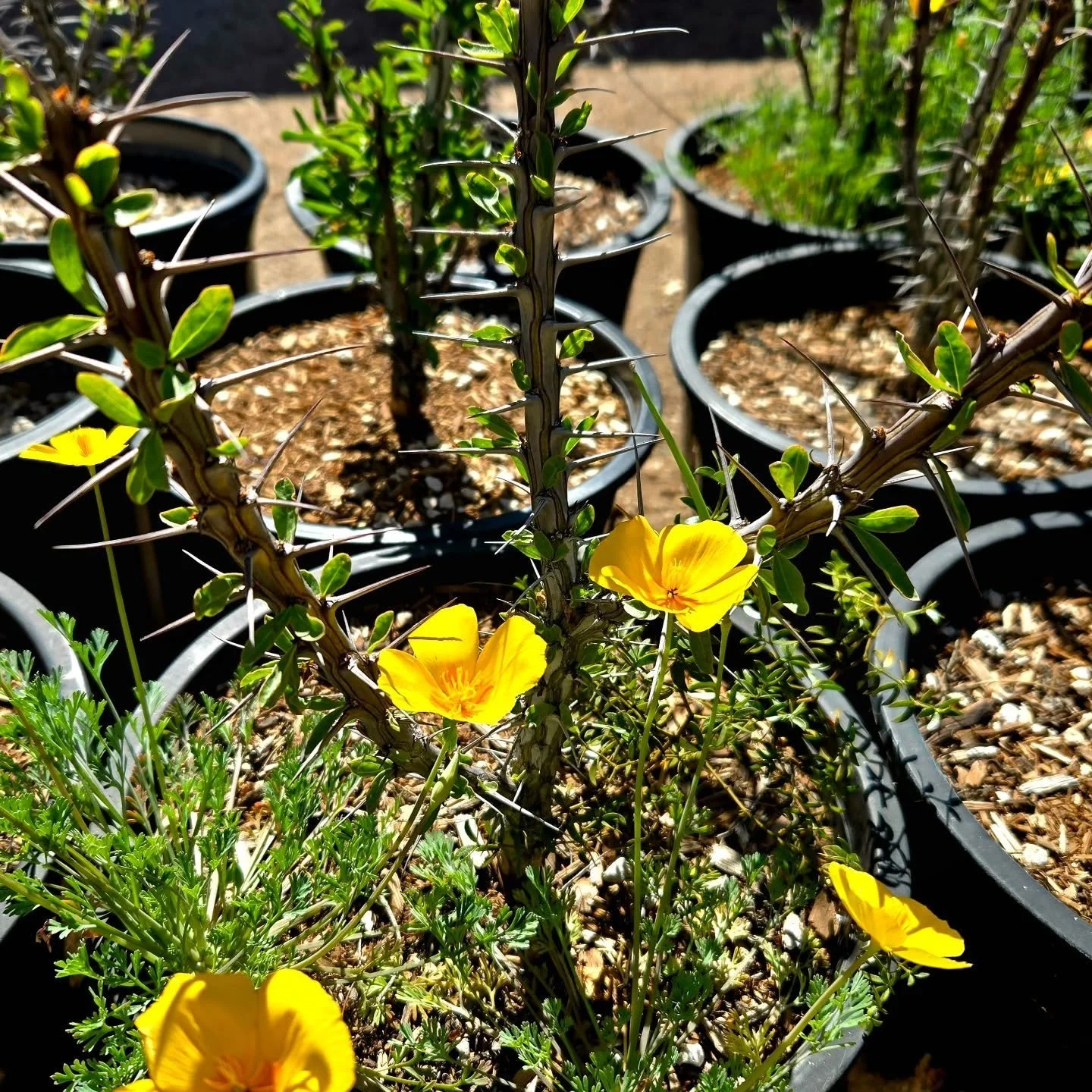 One of the many joys of buying plants at @spadefootnursery is the wildflower bonus plants. What a good value!