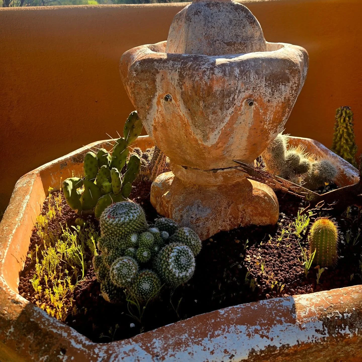 Snippets from a lovely follow up visit today. Project installed 4 months ago and looking great. Super collaboration with @realmenvironments - looking forward to seeing this one mature!