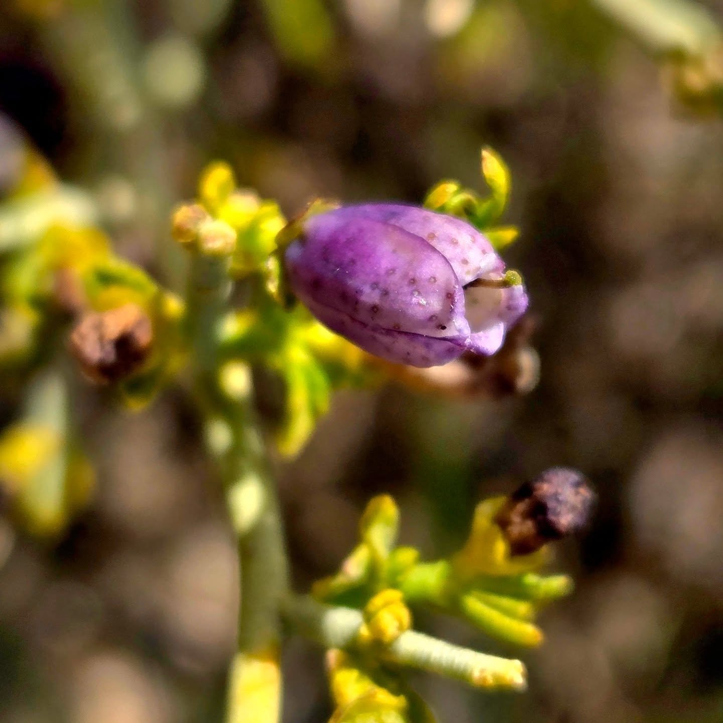 Botanical bliss at @mojavenps !  Lovely drive through the Preserve today with a couple of quick hikes. Best way to get back to Tucson from Las Vegas!

#mojavenationalpreserve