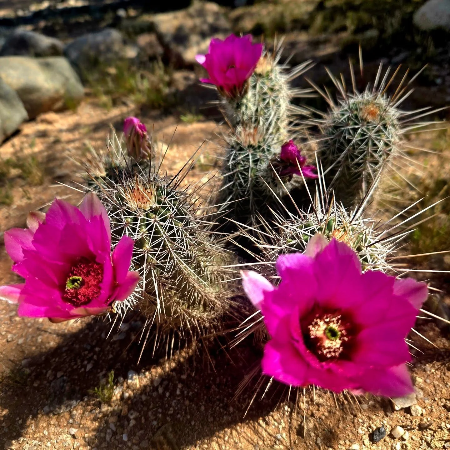 Strawberry hedgehog, Echinocereus fasciculatus, blloming today in the SHE pollinator garden. This plant was rescued by @tucsoncss in 2020 and transplanted beautifully, as they do. Blooms every year.