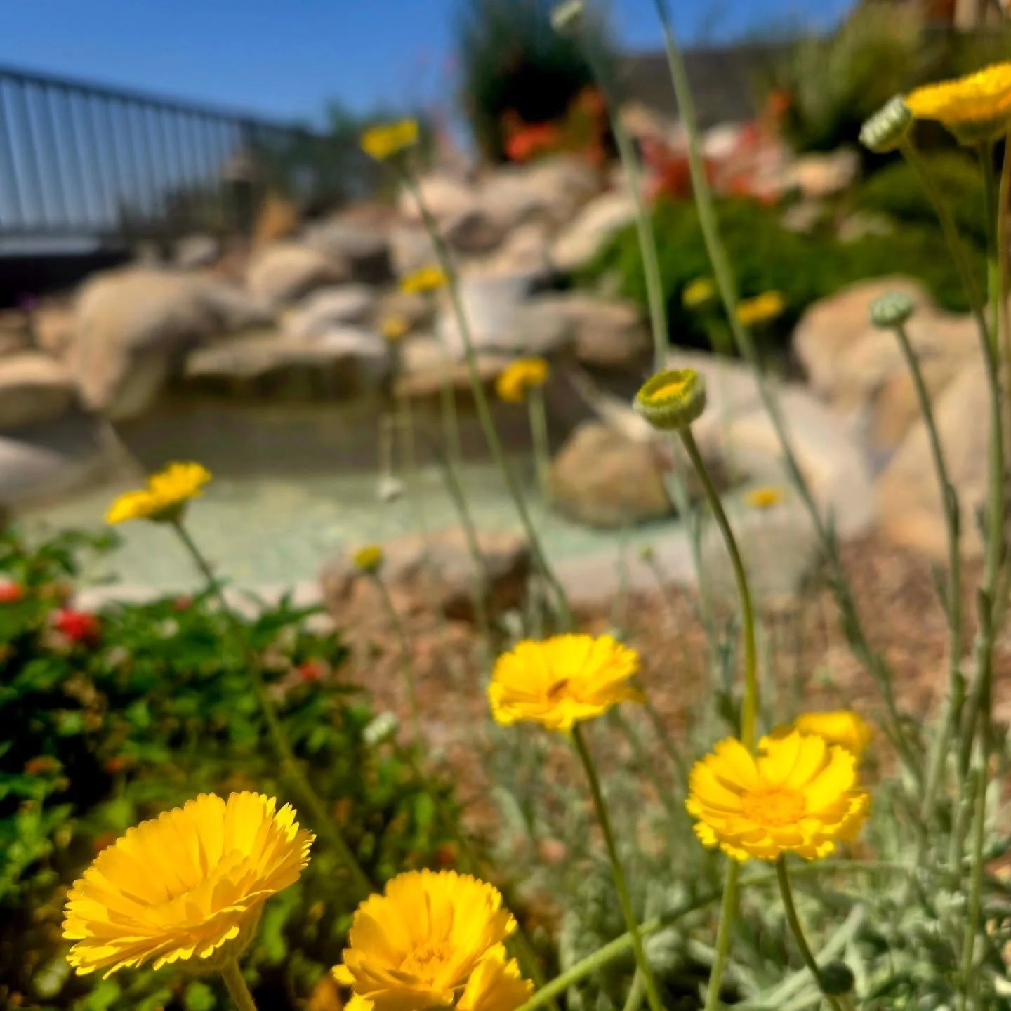 Looking for a small but impactful way to add beauty and amp up pollinators in your yard without a full overhaul? Just add desert marigold! It bring cheer wherever it grows and is a low maintenance performer!