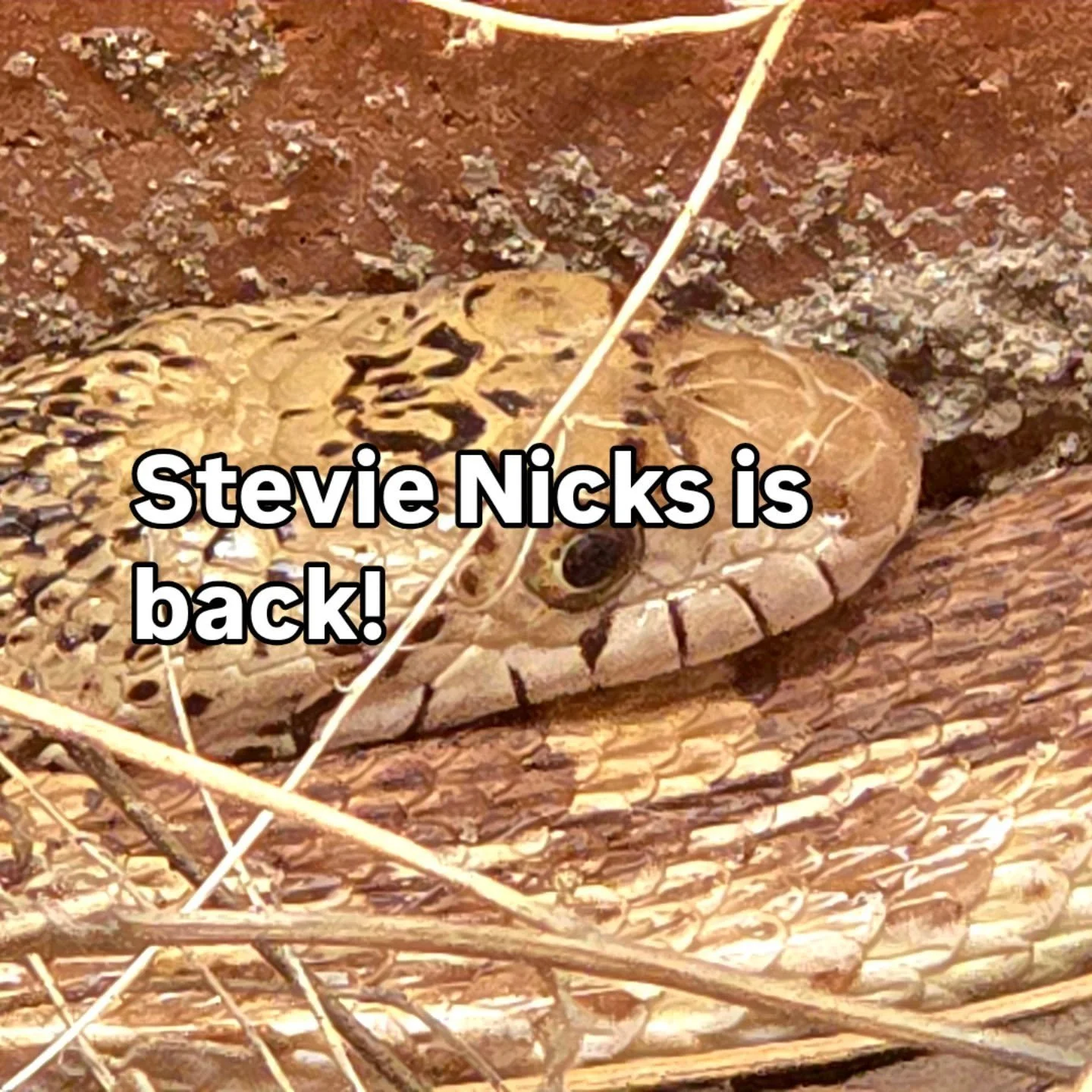 Another important component to our rodent control program! This is at least her 3rd year in the SHE pollinator garden. Happy Spring, Stevie, good to see you again!

#sonorangophersnake
#naturalpestcontrol 
#norodenticides