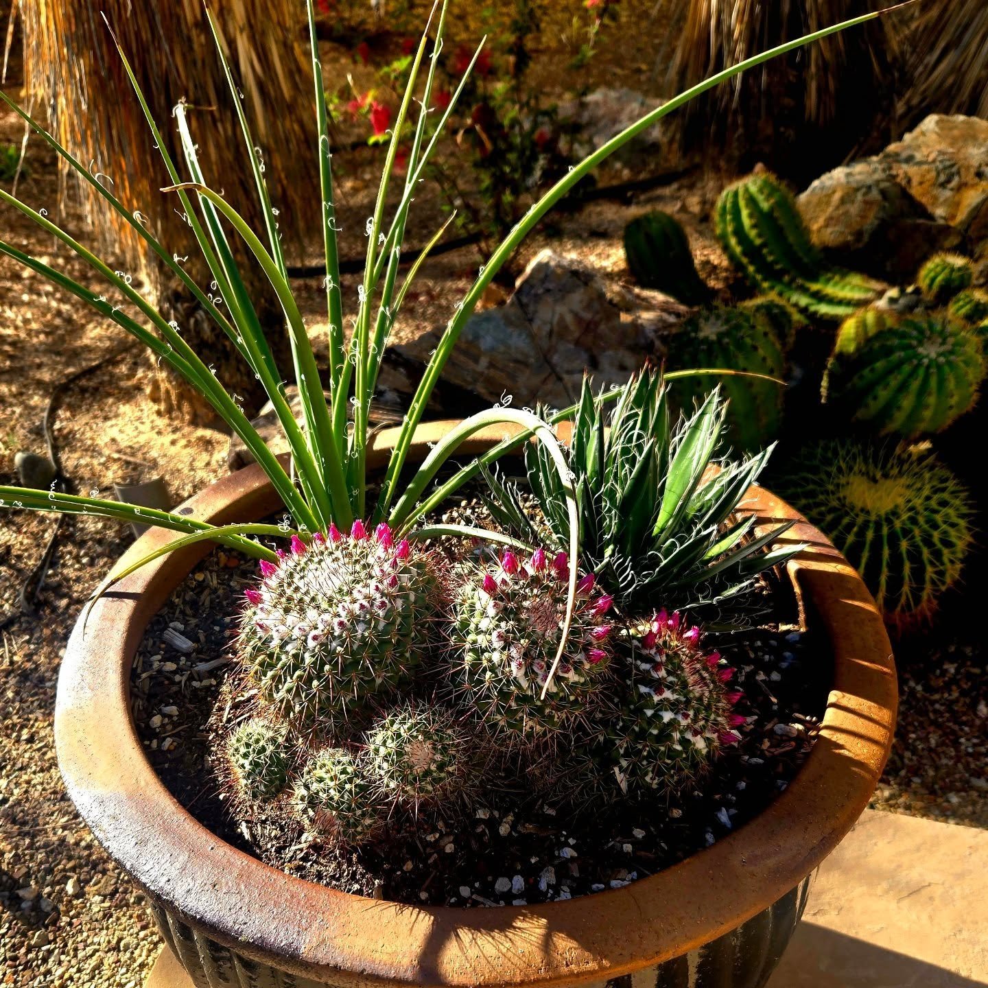 Love the way this planter turned out! We love filling pots with beautiful plants for clients!