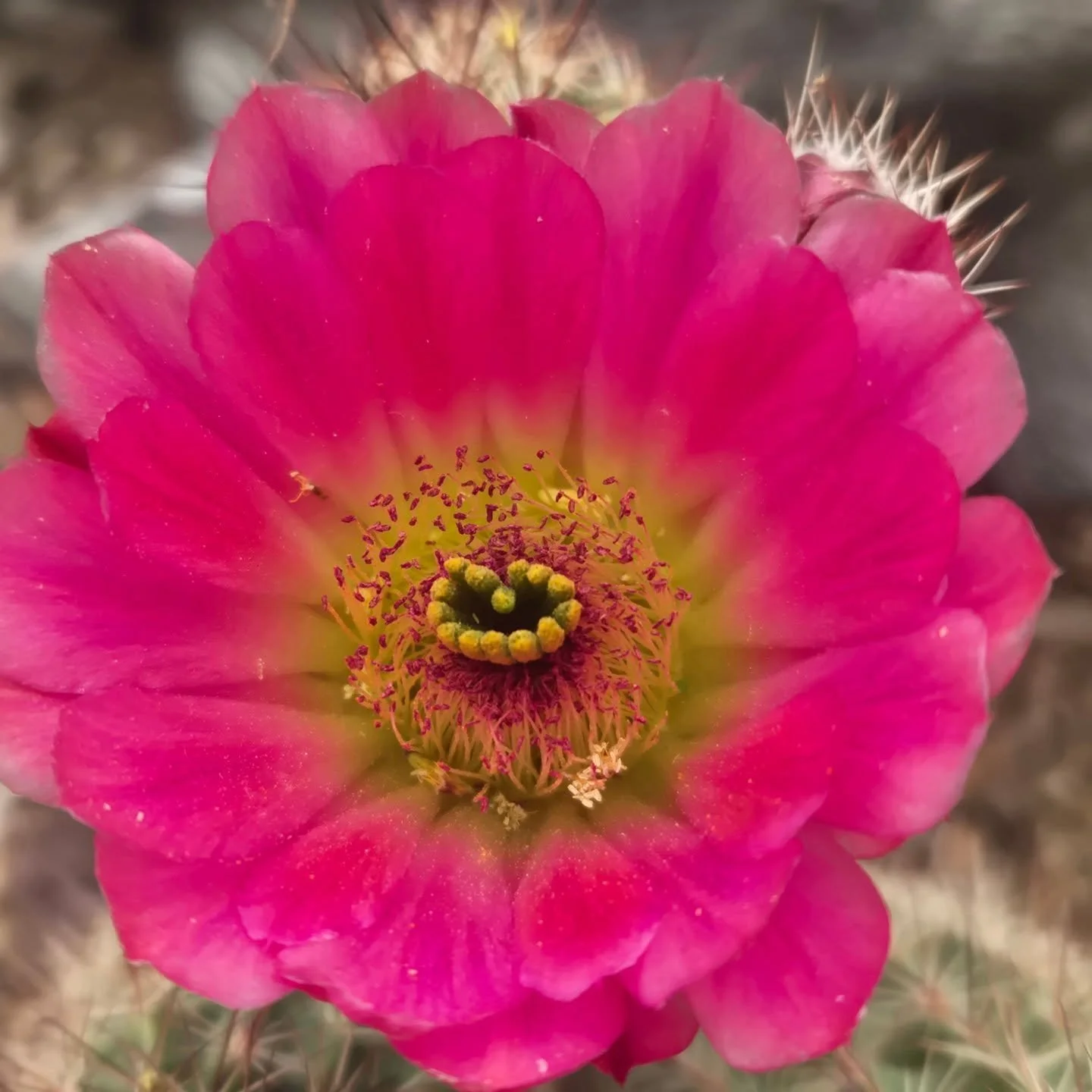 My current favorite hedgehog in the garden. This little lovely came off the $18 table at @tucsoncactusandkoi - you gotta check that out for awesome deals!