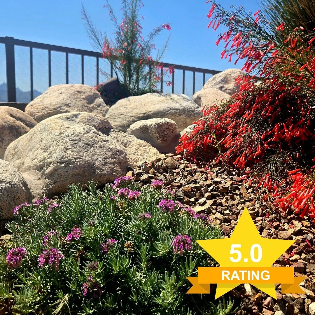 Thank you, Claire, for a very nice review:

Carianne Funicelli with Strategic Habitat Enhancements will turn your desert landscape into a bird and butterfly haven. She knows and grows the plants that are meant to be grown in Tucson. Her services repr