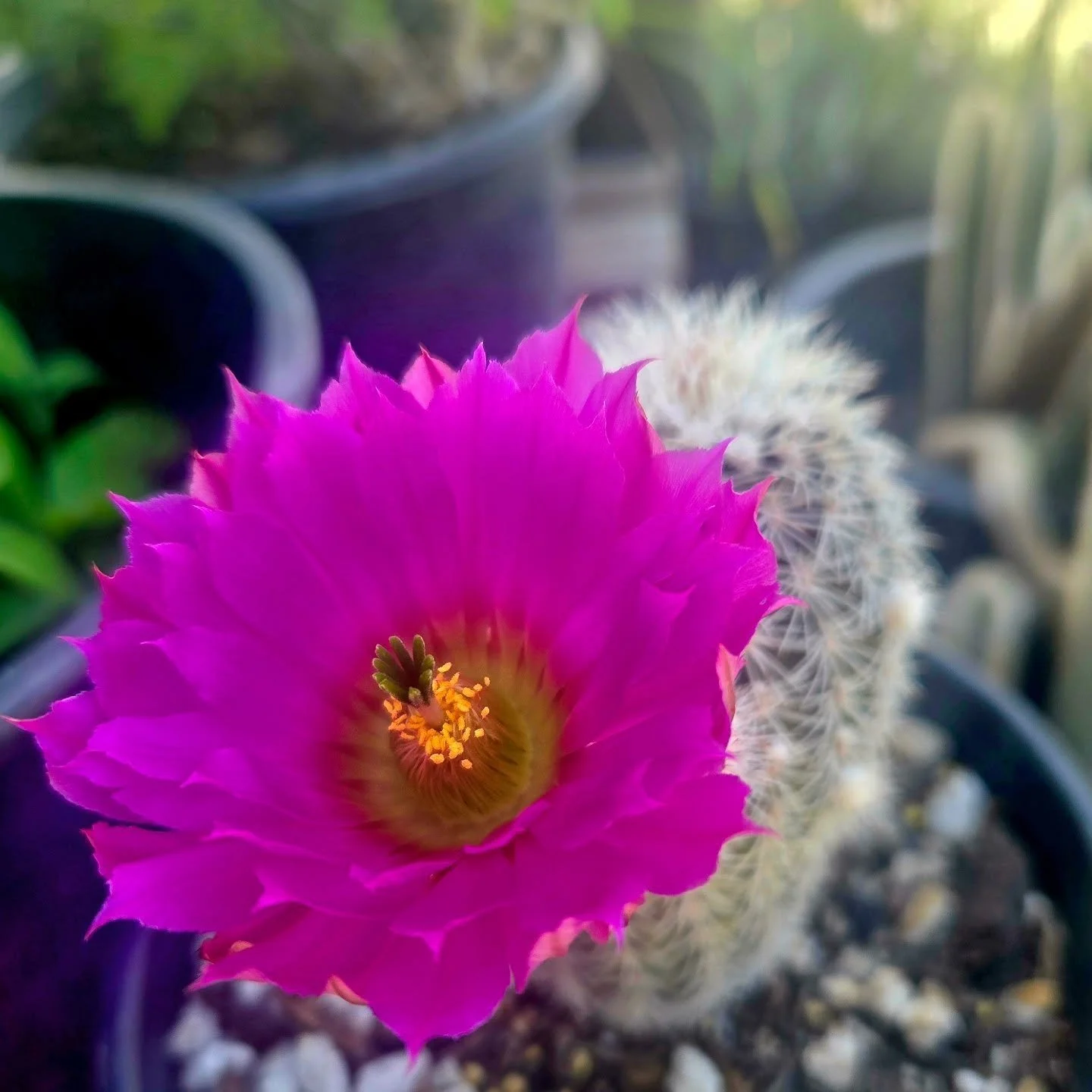 I have been waiting all week for this Texas rainbow cactus to bloom! Thank you @suncatchernursery !!