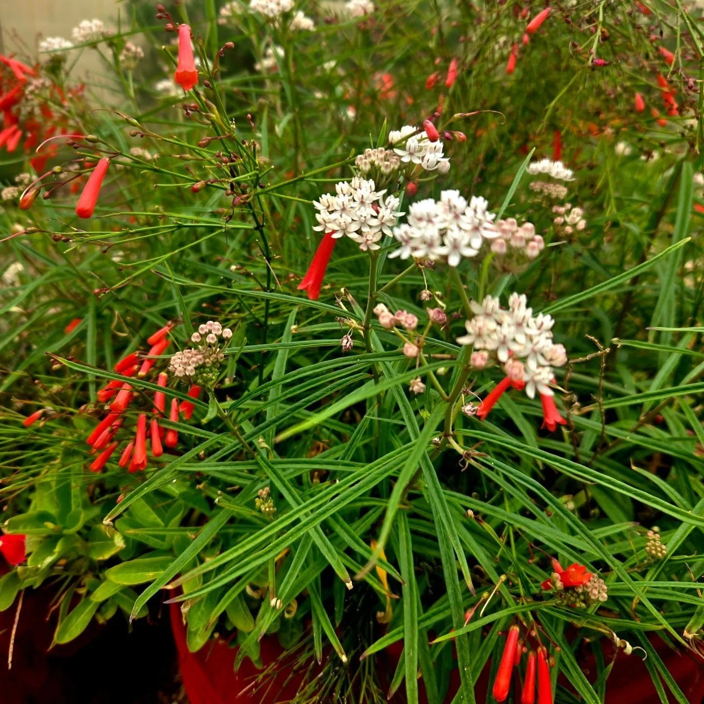 What a pretty combination in a large pot! Arizona milkweed (Asclepias angustifolia) and coral fountain (Russellia equisetifolia) intermingle gloriously. Why does this work? Because both plants have similar water needs! Kudos to my smart and creative 