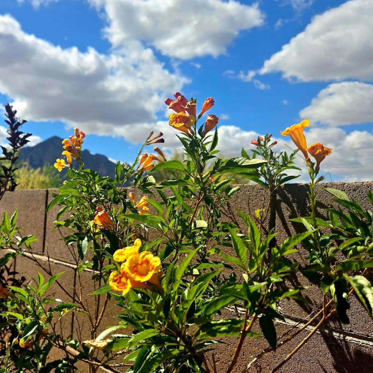 'Sparky' Tecoma against a brilliant blue ske and the Santa Catalina Mountains.