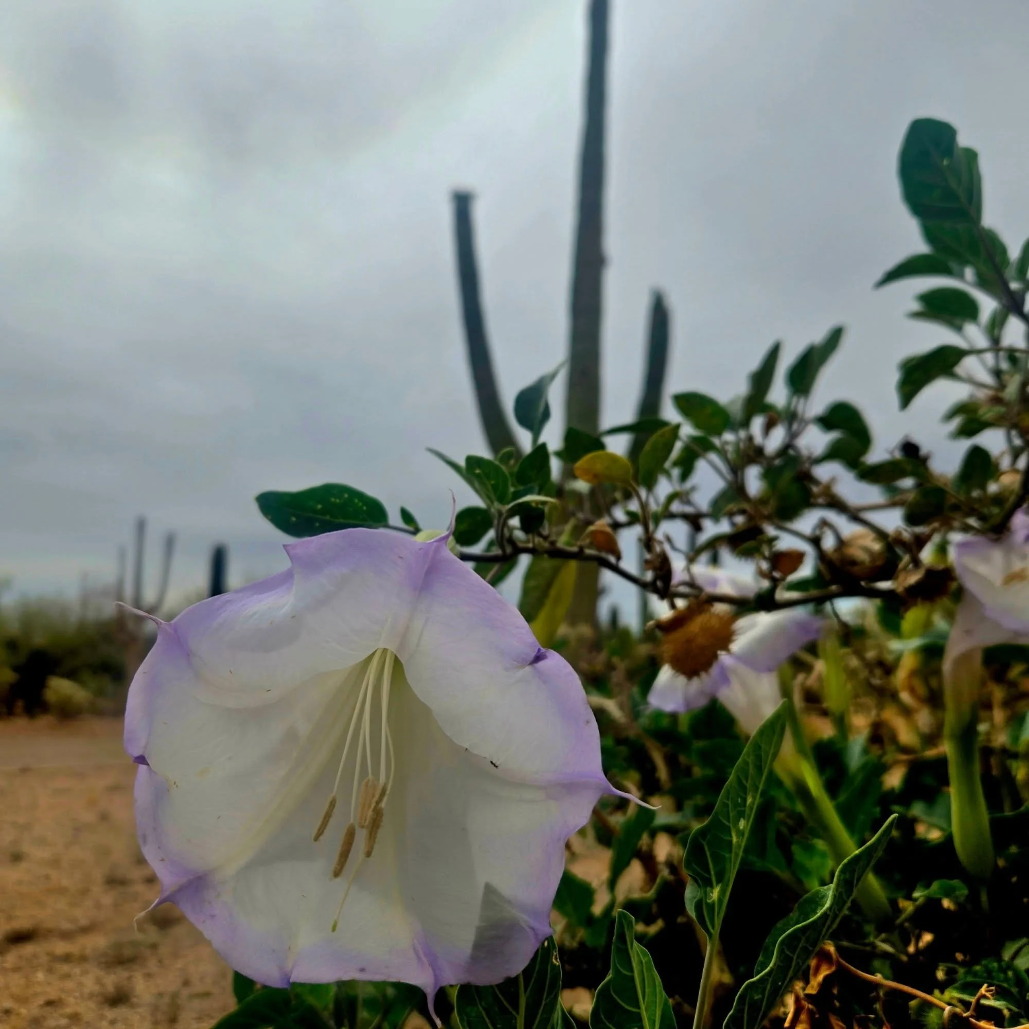 A quick stroll through my favorite project today. Why yes! I did plant a Bursera with a Jaquemontia. Why not????

#sonorandesert
#pollinatorgarden