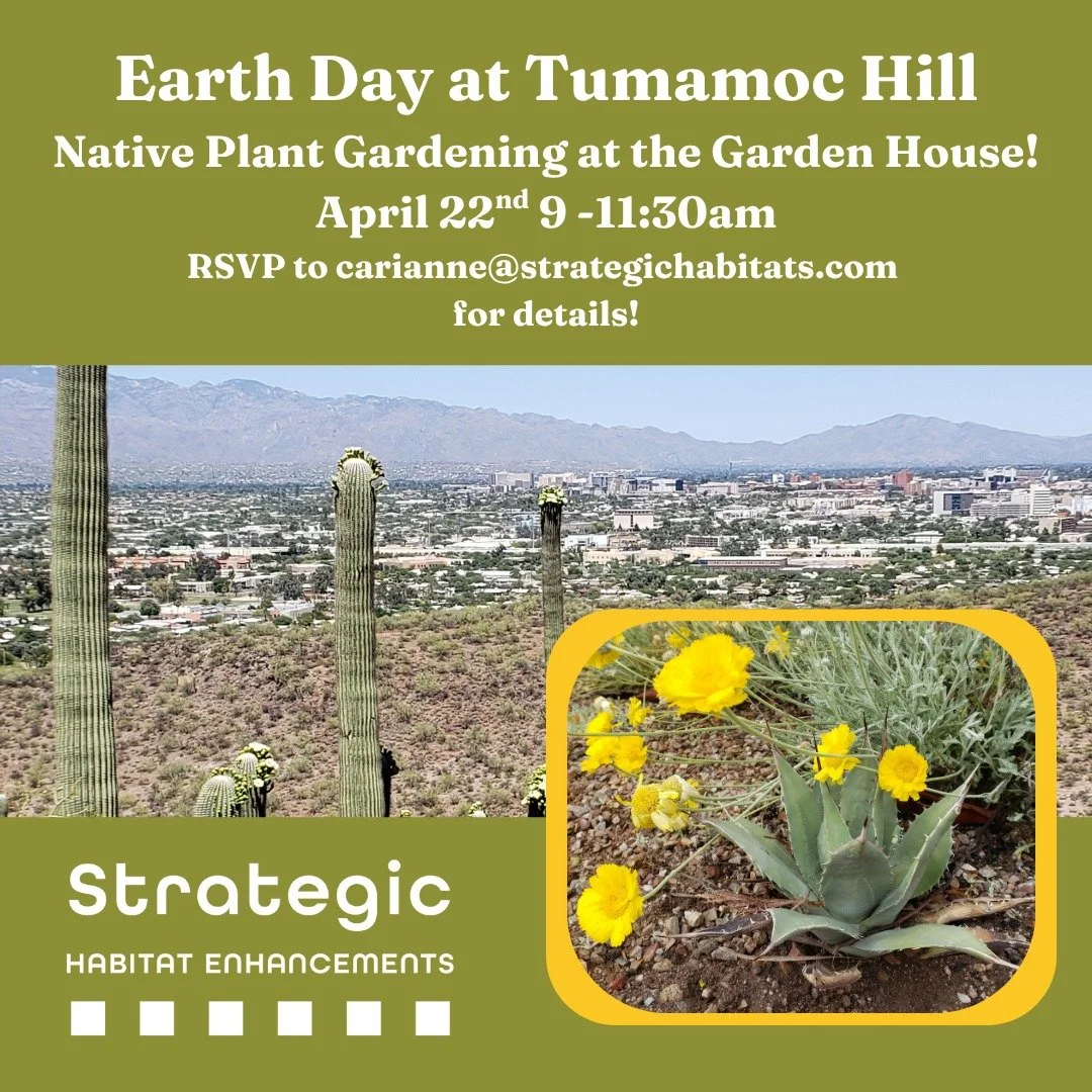 We will be installing gorgeous new native plants at a new rainwater harvesting garden at the Garden House, at the bottom of the hill. Please email me carianne@strategichabitats.com to join the list!