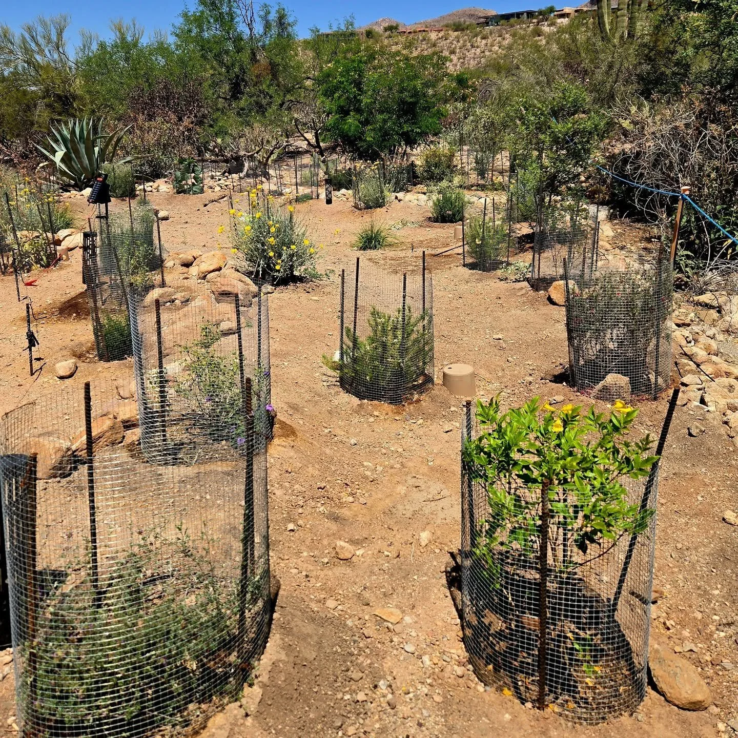 The problem with gardening for wildlife can sometimes be...the wildlife! New installations look a little funny with plants behind bars, but they will be freed as soon as they are big enough to withstand the wildlife pressure. These were installed in 