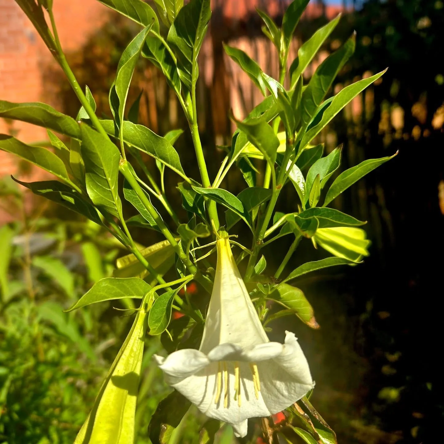 My heart! I have Hintonia latifolia blooming in my yard! Planted in August 2024 from @spadefootnursery !! And also Nacapule jasmine (Vallesia laciniata) blooms! That one was planted in  April 2022, from Desert Survivors back when they sold really coo