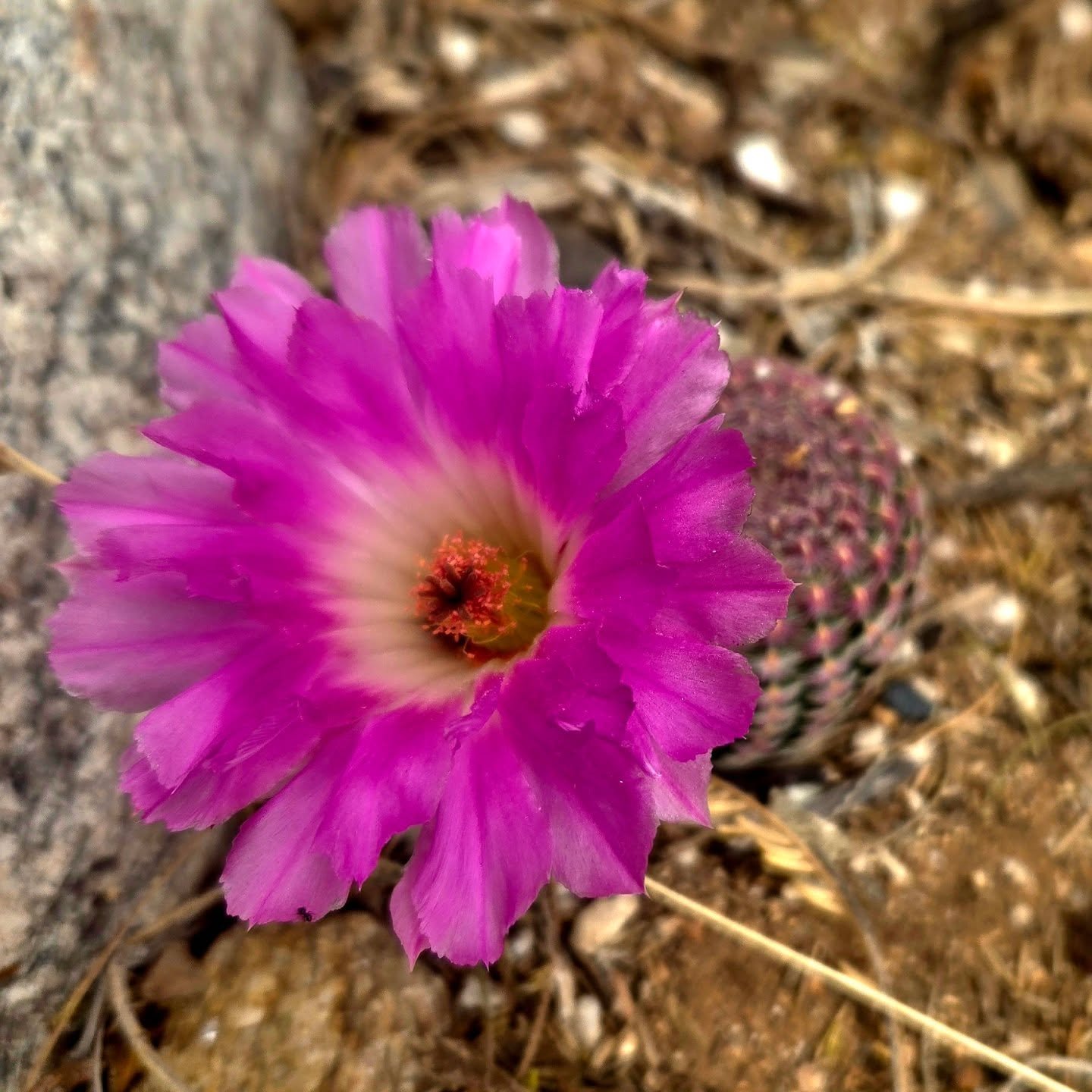 Arizona rainbow cactus (Echinocereus rigidissimus) tucked into the SHE pollinator garden.

#nativepollinatorgarden
