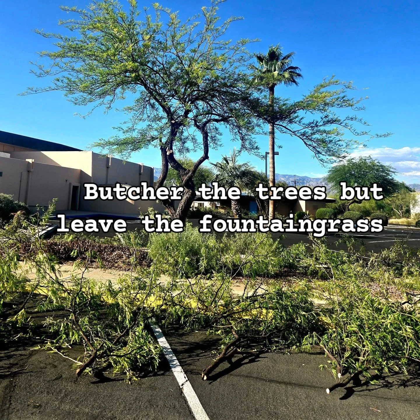 Absolute massacre in a church parking lot. I wonder how much they paid to wreck at least 40 trees? I mean, who would want shade? Or birds? Or natural beauty? Good thing they left all the invasive fountain grass, though. 

Hire certified arborists.