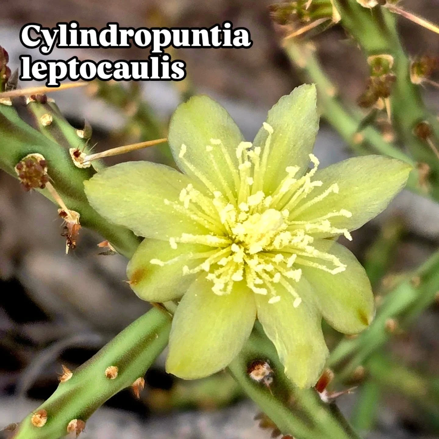 Spending the week in Sonora for watershed restoration.. . But the plants!
