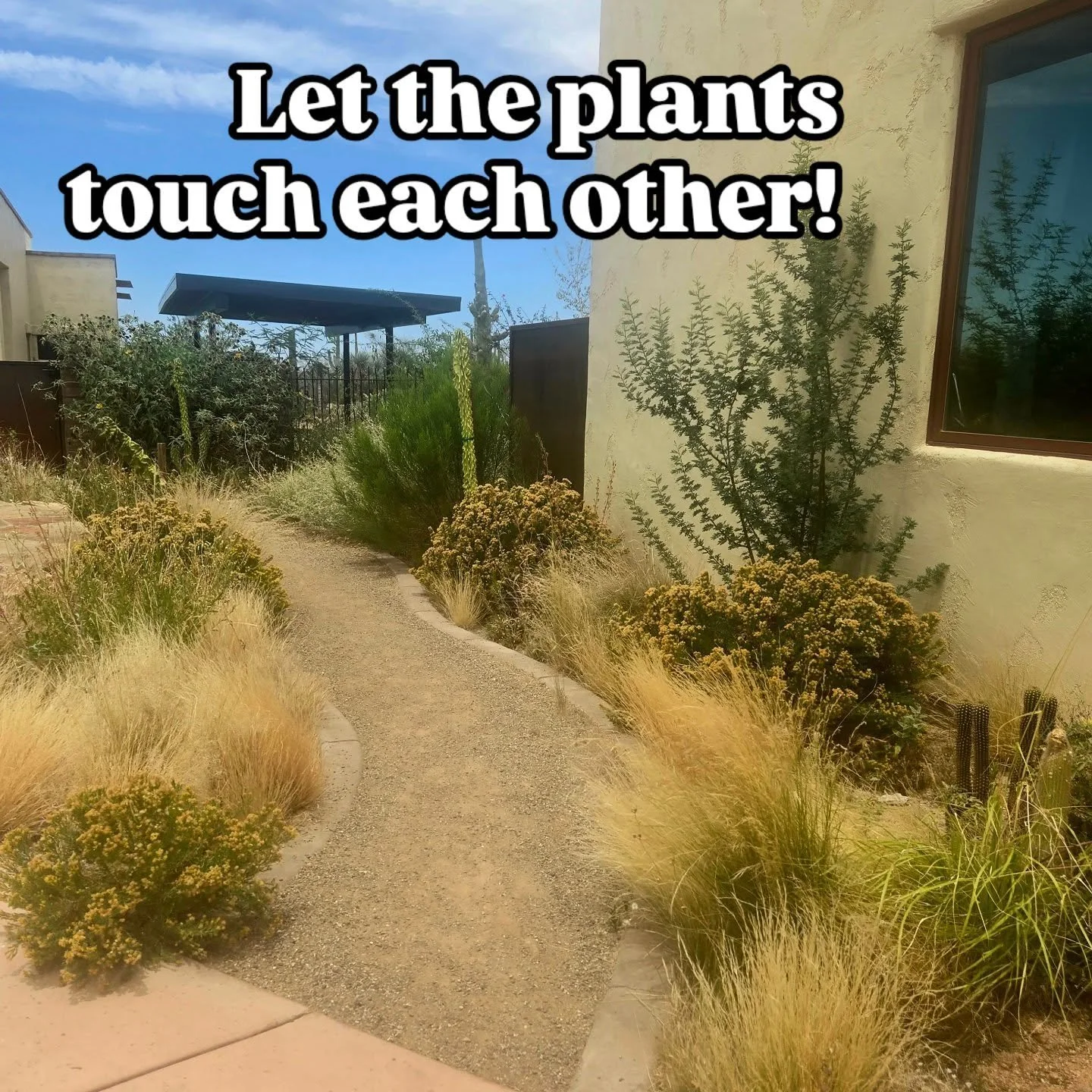 Native plants really shine when they can be friends with each other. Let them touch! 

#wildgarden 
#sonorandesert