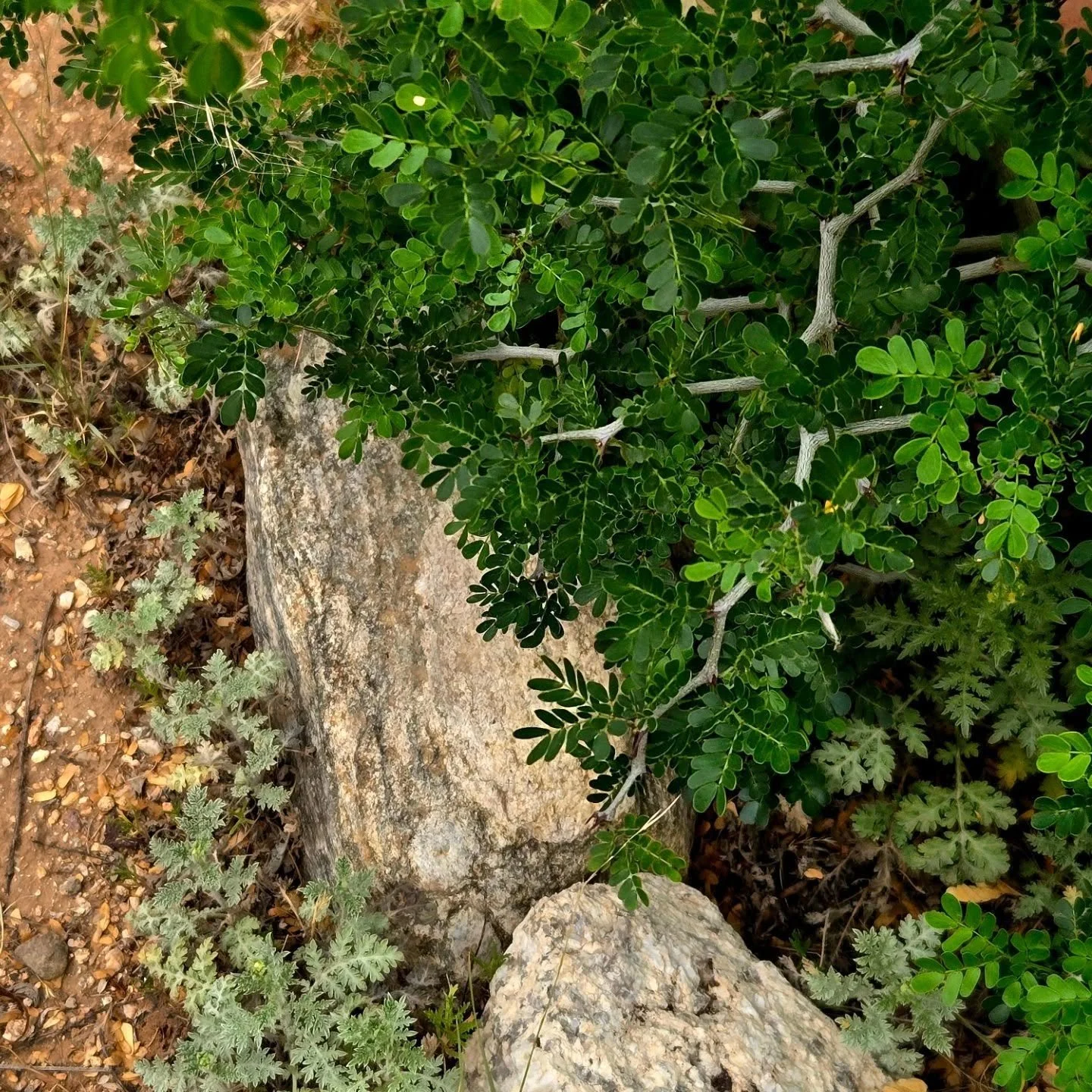 Just a pretty moment this morning in my client's garden. I was charmed by the interaction between the Texas ebony tree, the rocks, and the Ambrosia confertiflora (I think). 

Sometimes I think we place too much emphasis on needing colorful blooms to 