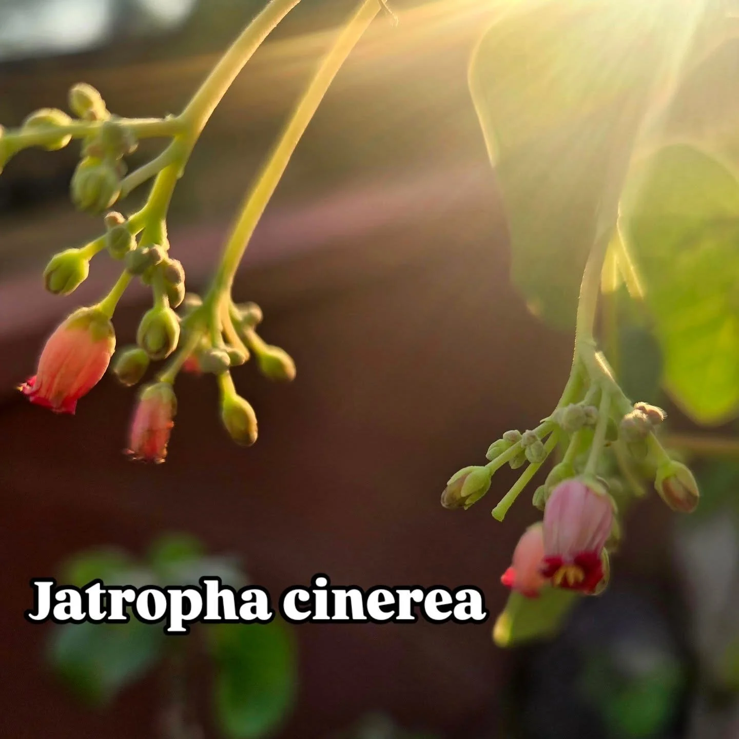 I really love Jatrophas. All euphorbs, really. This one is in my yard. Its beautiful maroon flowers, resting on those glossy leaves, in the morning light...

#sonorandesert 
#nativeplantlandscaping