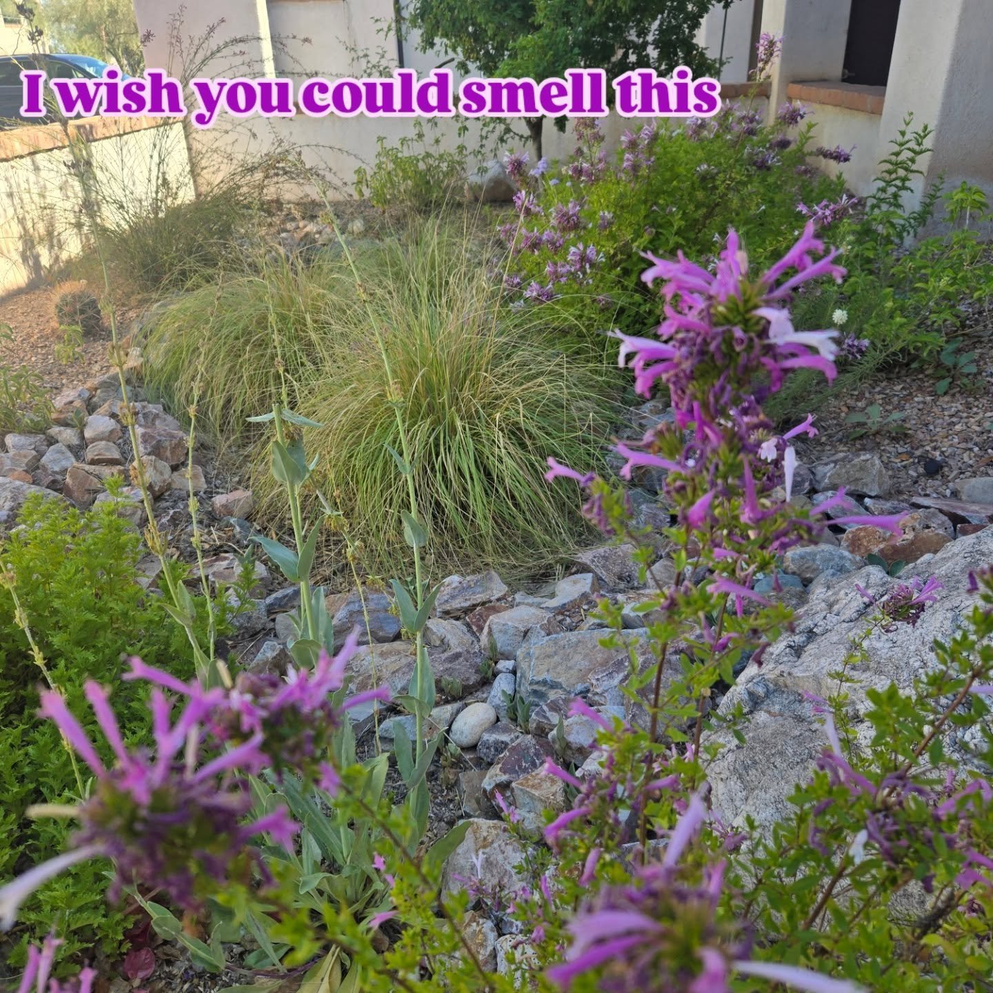 Every time I visit this project it looks great. Right now it smells amazing, too. You can visit it anytime, at the entrance to the church office @stphilipstucson 

That is Mexican oregano/lavender spice (Poliomintha maderensis) showing off. Get it @s