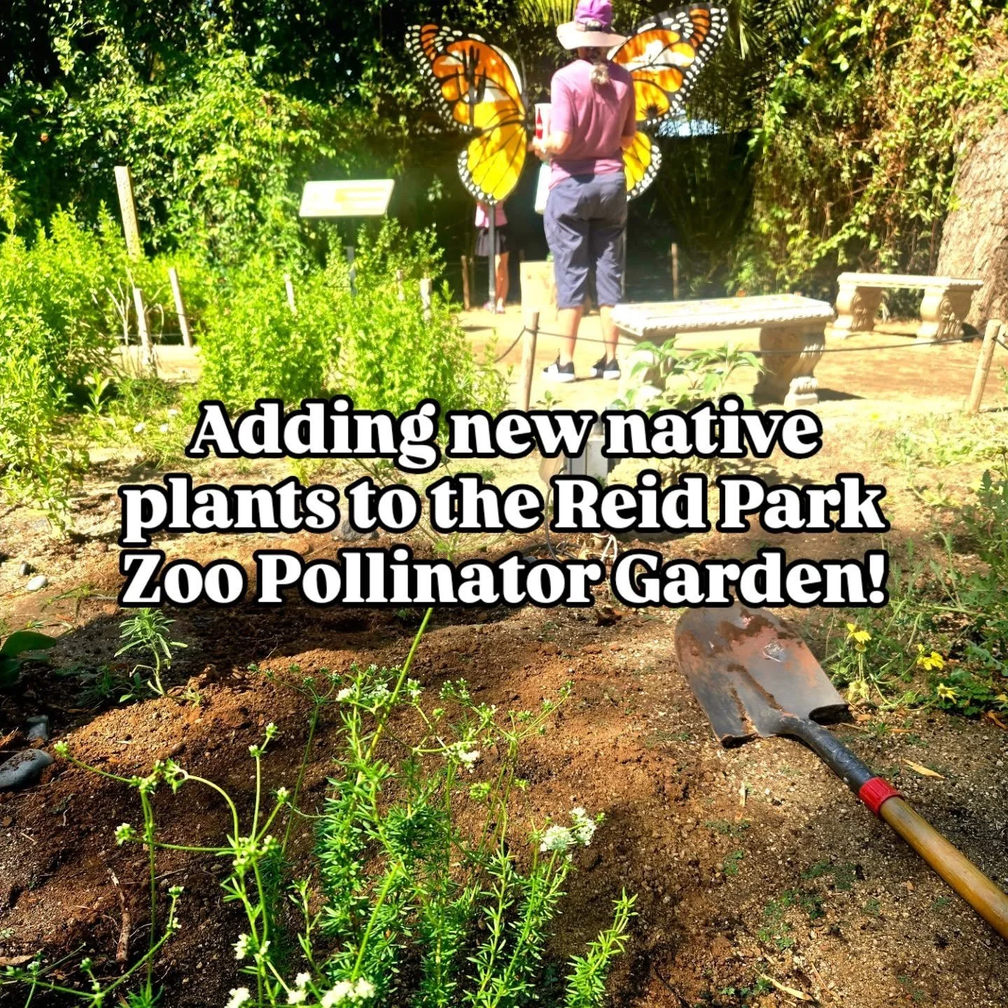 We've added a bunch of new lovelies to inject more diversity into the garden. Today was desert buckwheat (Eriogonum fasciculatum) and Mexican oregano (Poliomintha maderensis). Pesticide-free plants from @spadefootnursery !

#pollinatorgarden
#reidpar