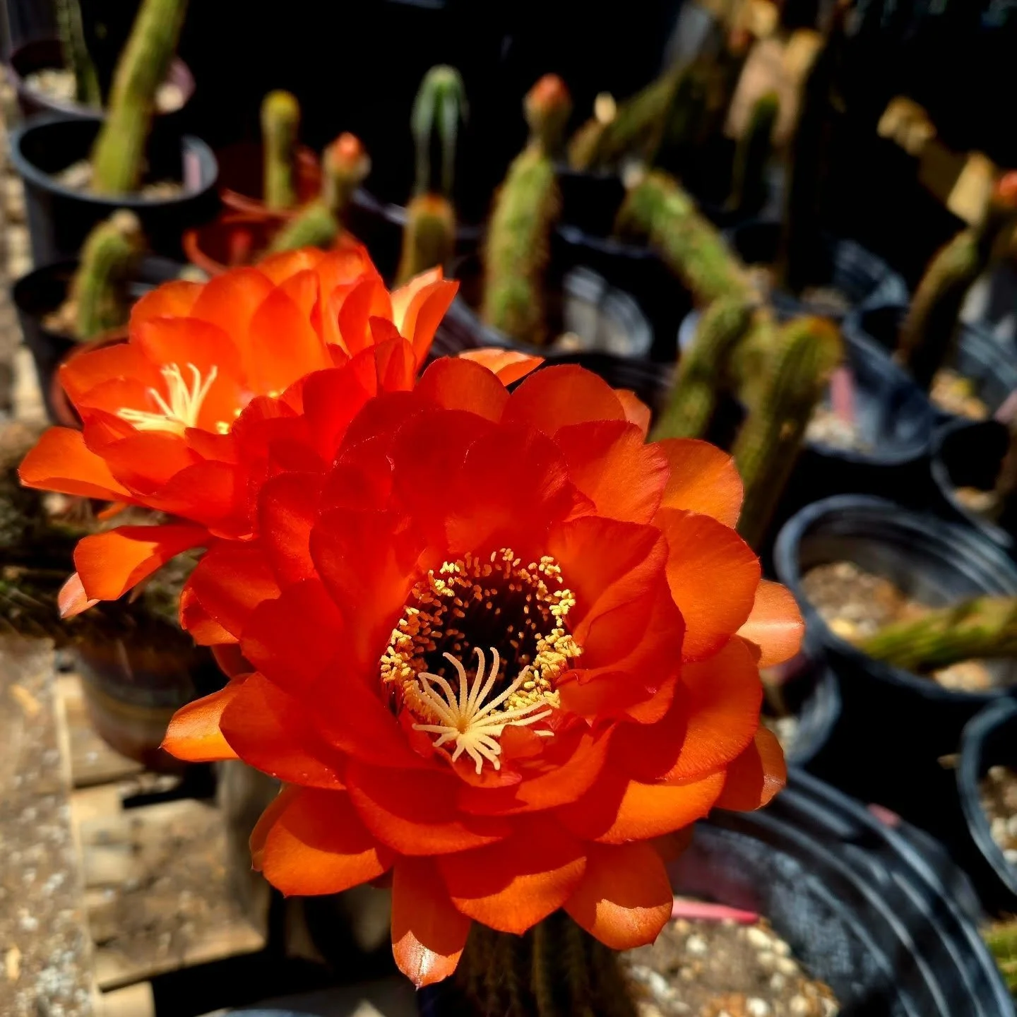 Torch cactus exploded this morning. Not sure the variety, these are cuttings from a client's garden. One for me, too!