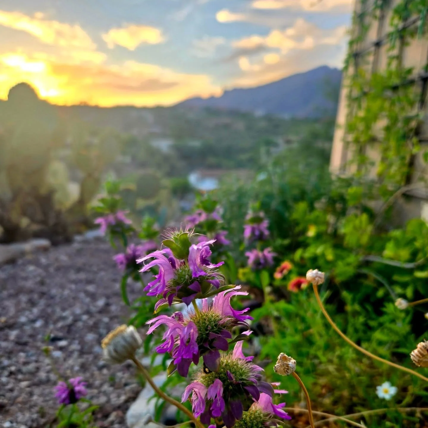 Pretty moment in a favorite garden. Beebalm is a great plant for Tucson gardens by the way.

#pollinatorgarden 
#tucson