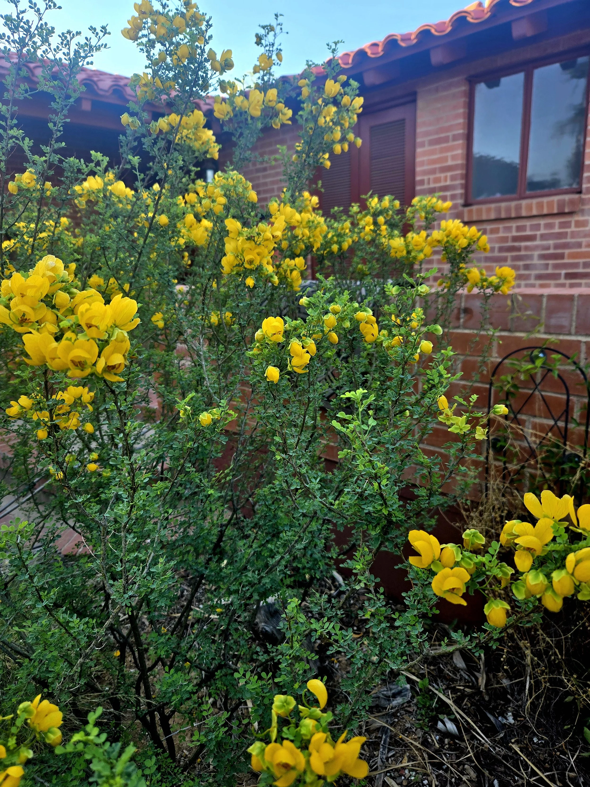 Senna wislizenii (1).jpg