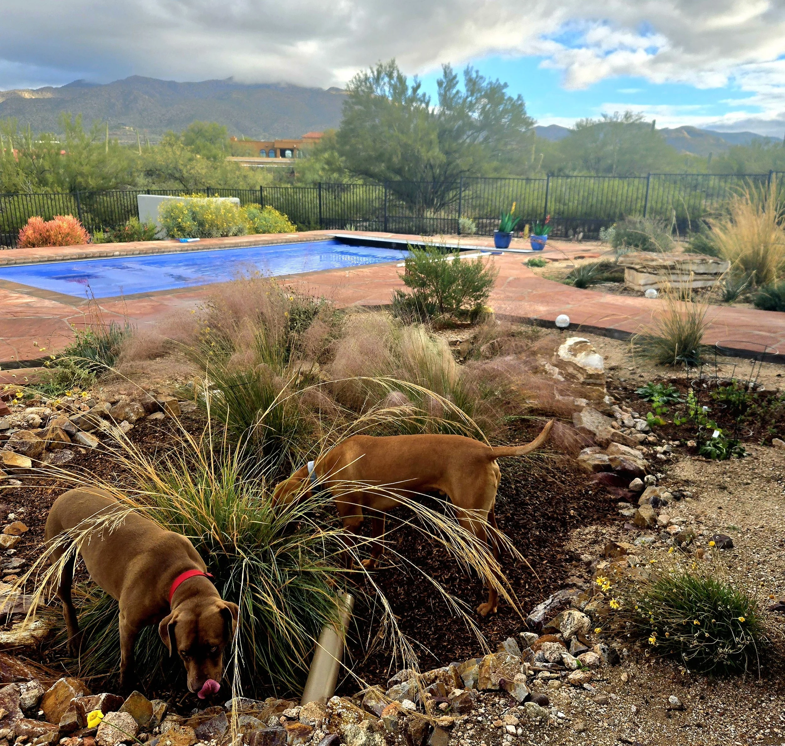 Barb & Mike’s Dog-friendly Desert Oasis