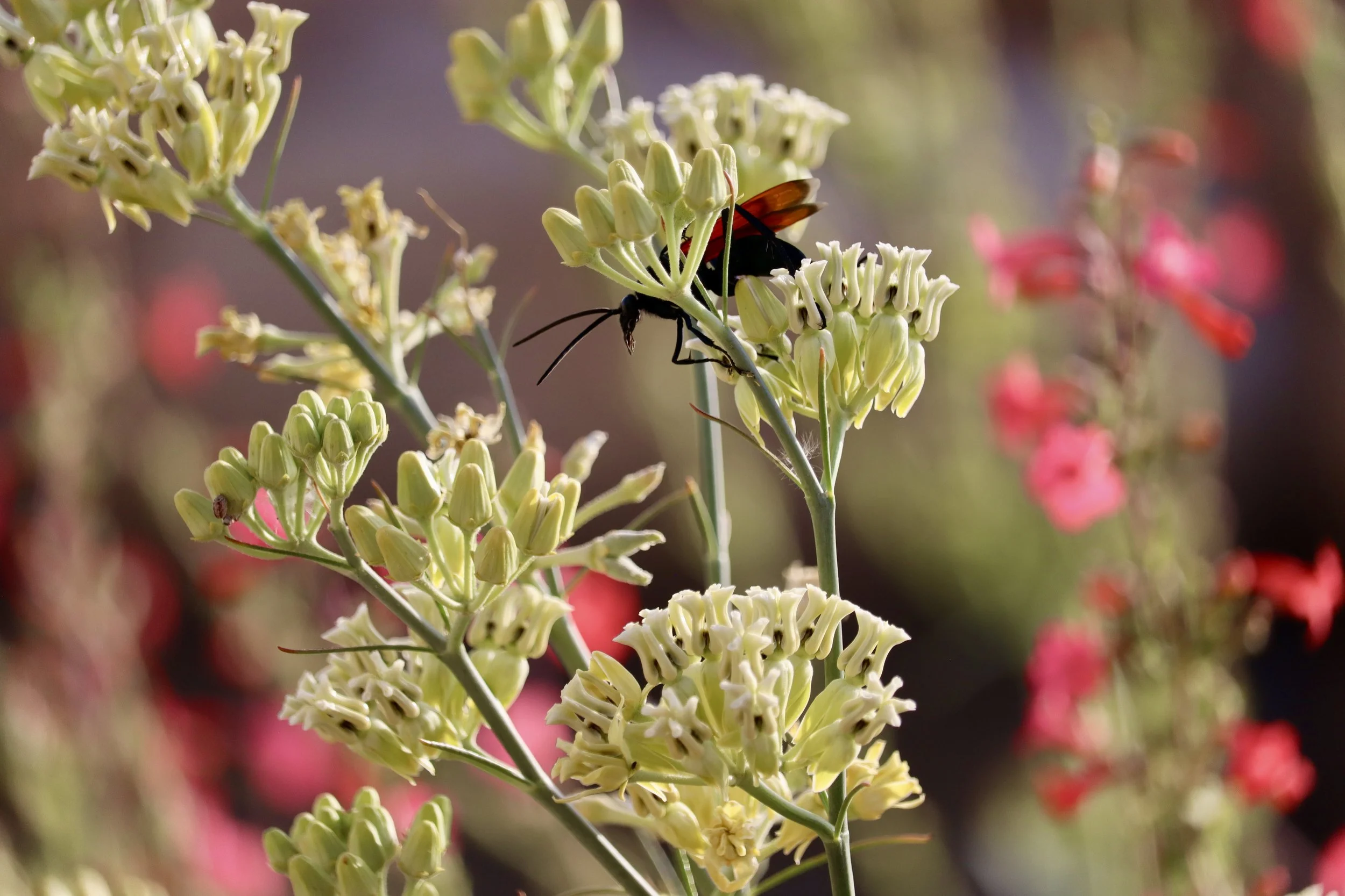 The "Sonoran Desert Preserve" Project