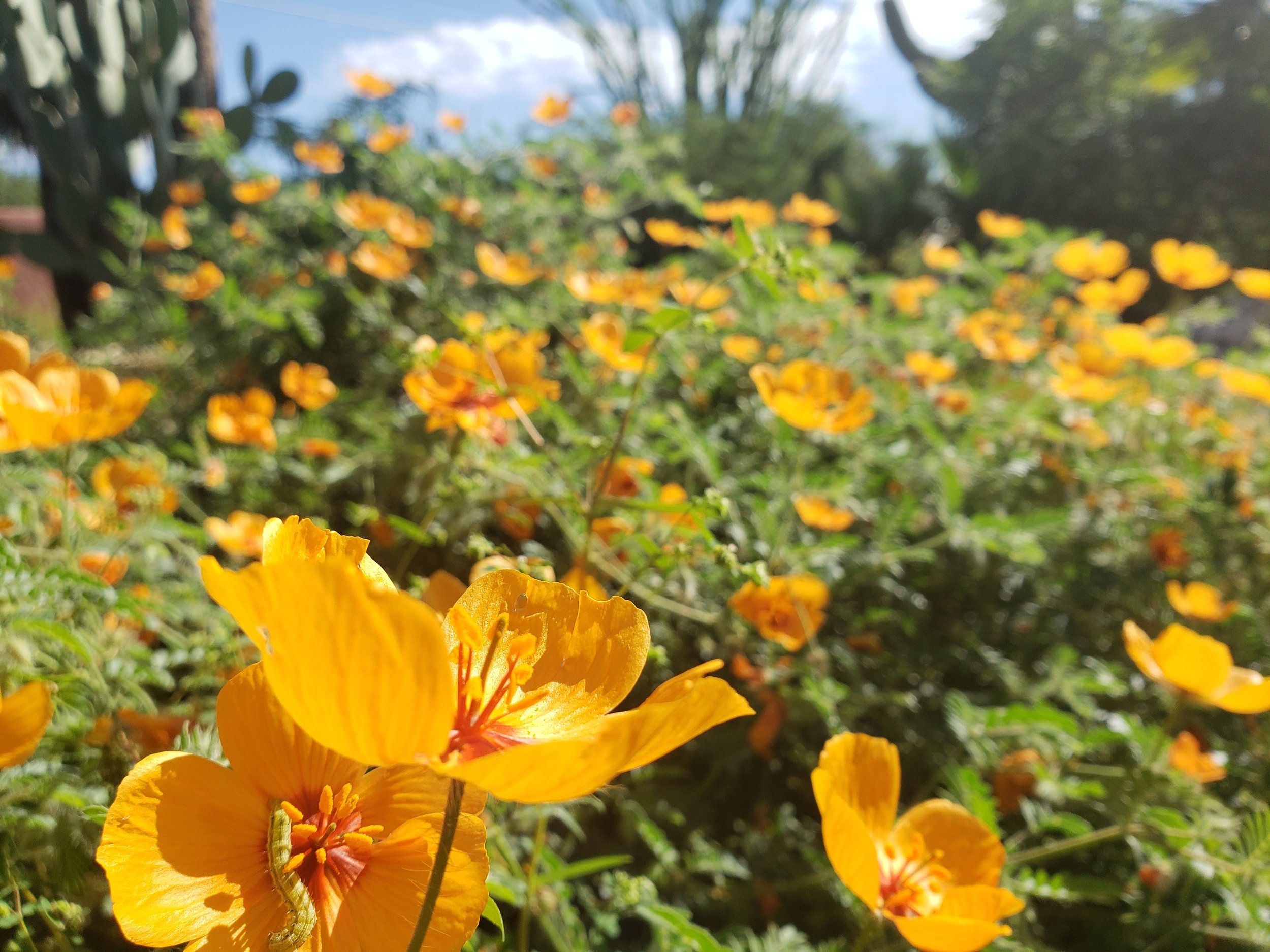 The “Insect Sanctuary” Project