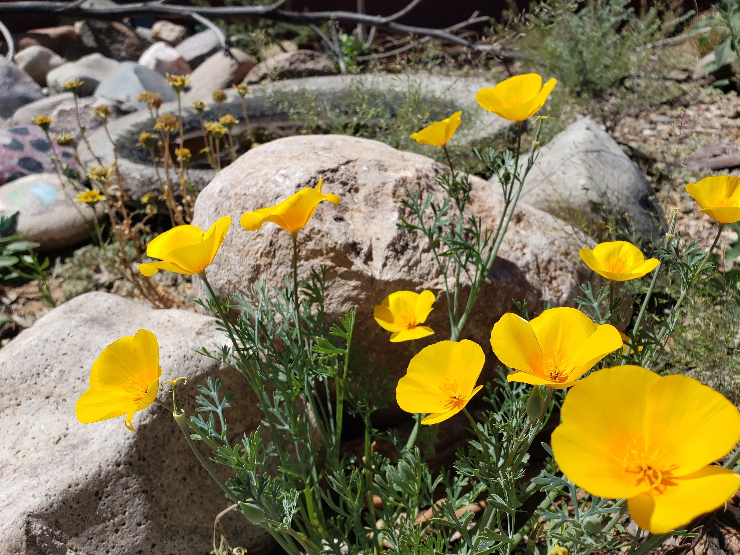 Escholtzia mexicana.jpg