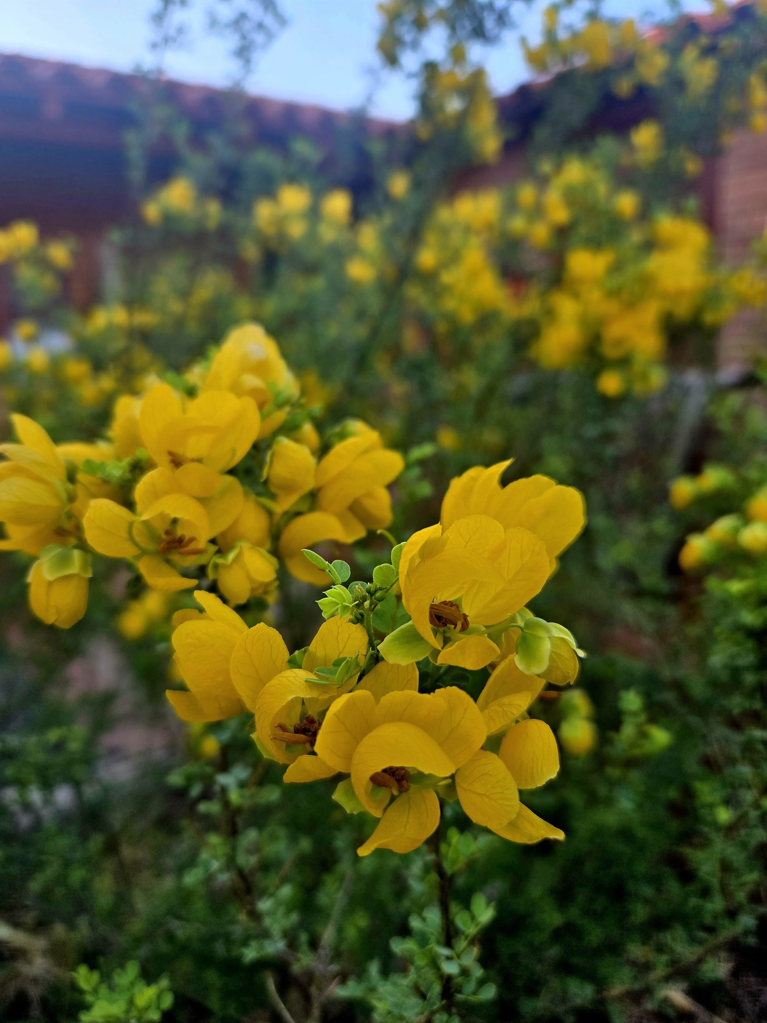 Senna wislizenii (2).jpg