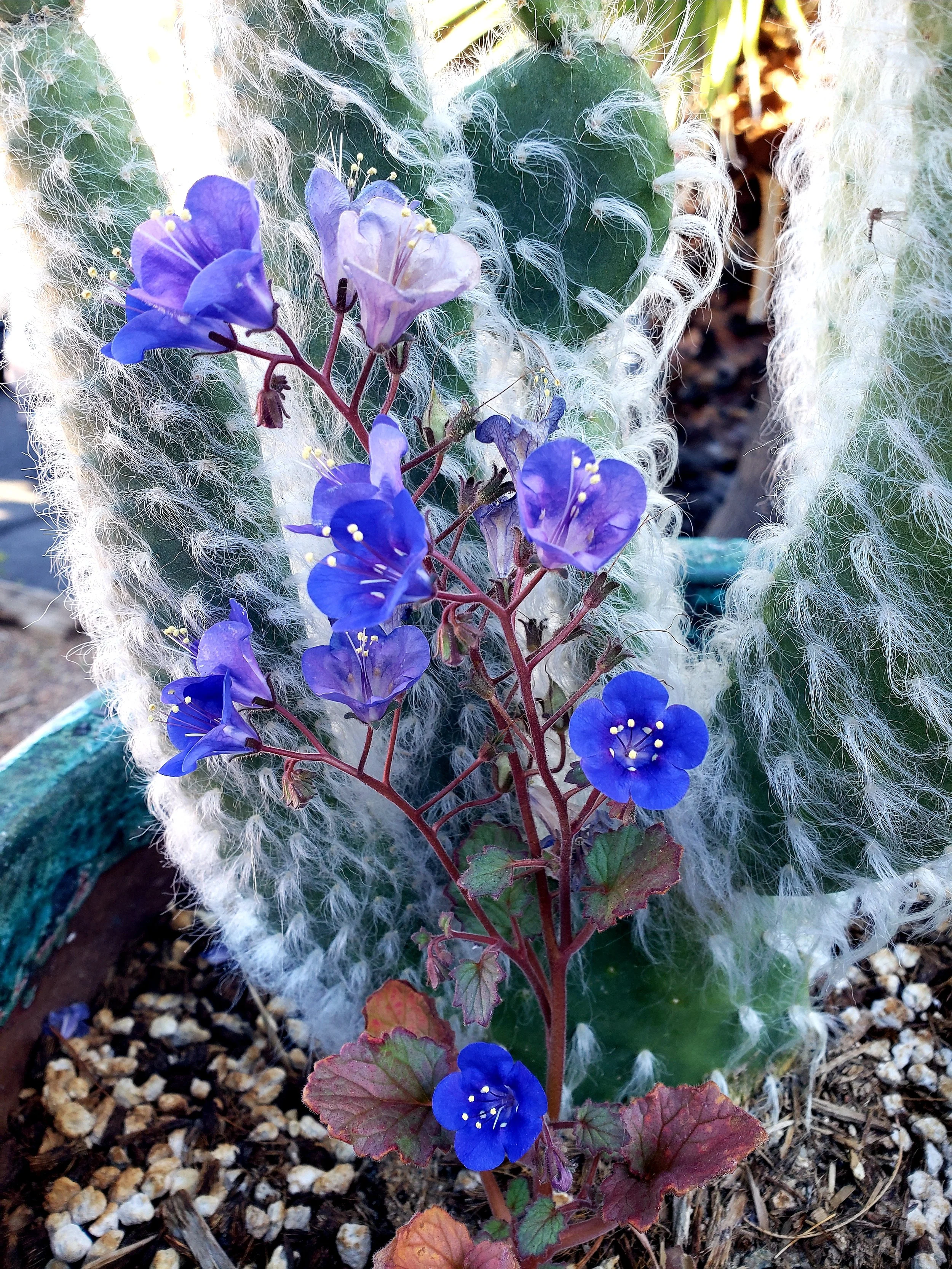 Phacelia campanularia.jpg