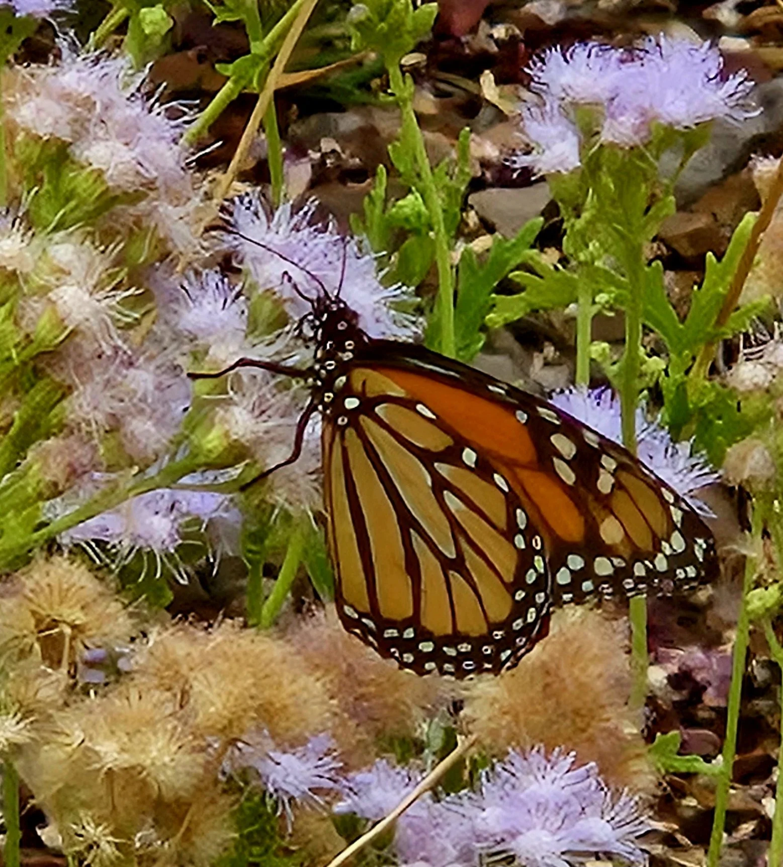 The "Pollinator Oasis" Project
