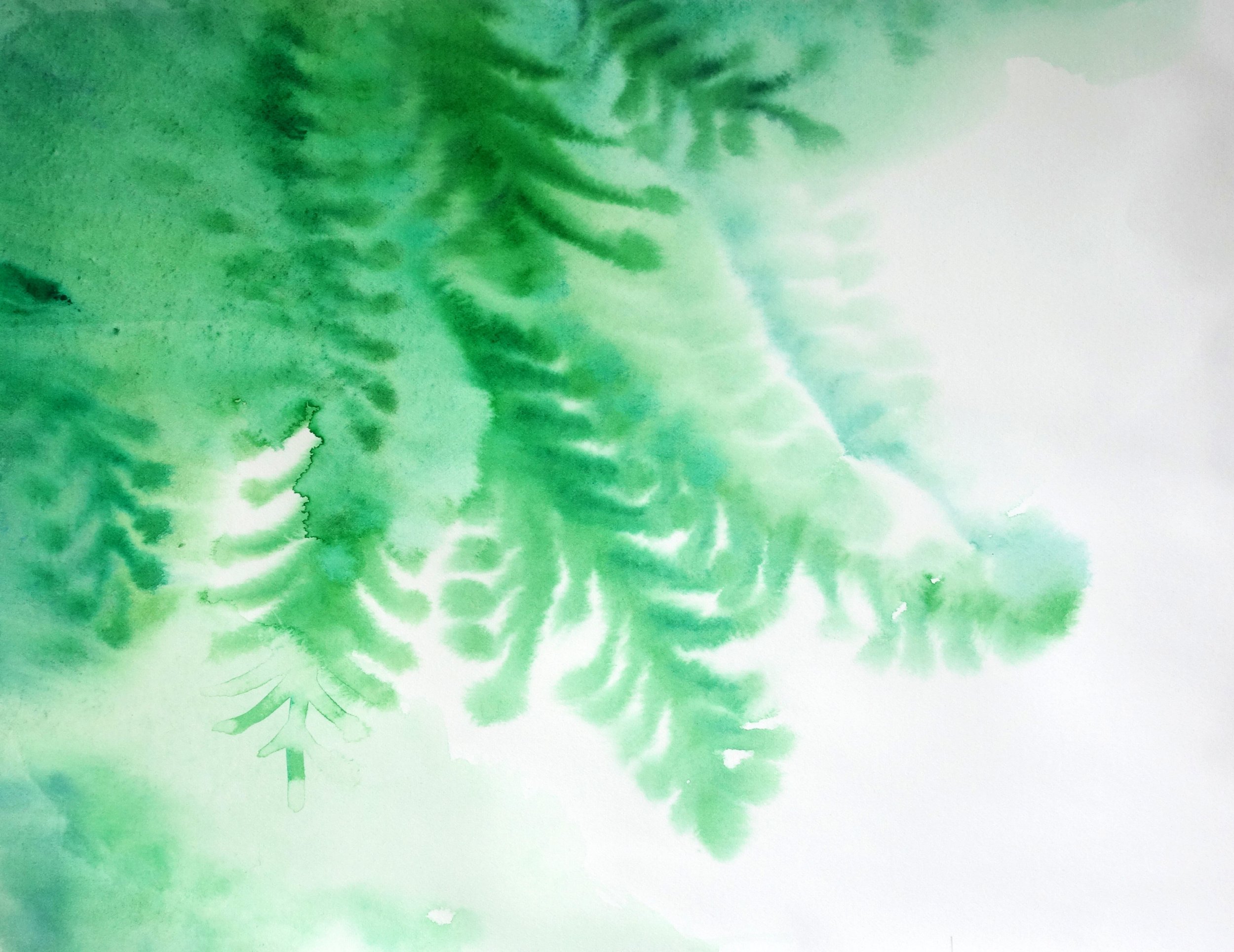 Douglas Fir - Watercolor on paper - 2025
