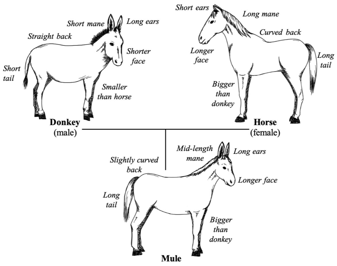 Example diagram illustrating mule generation from my 2026 paper in Phronesis.